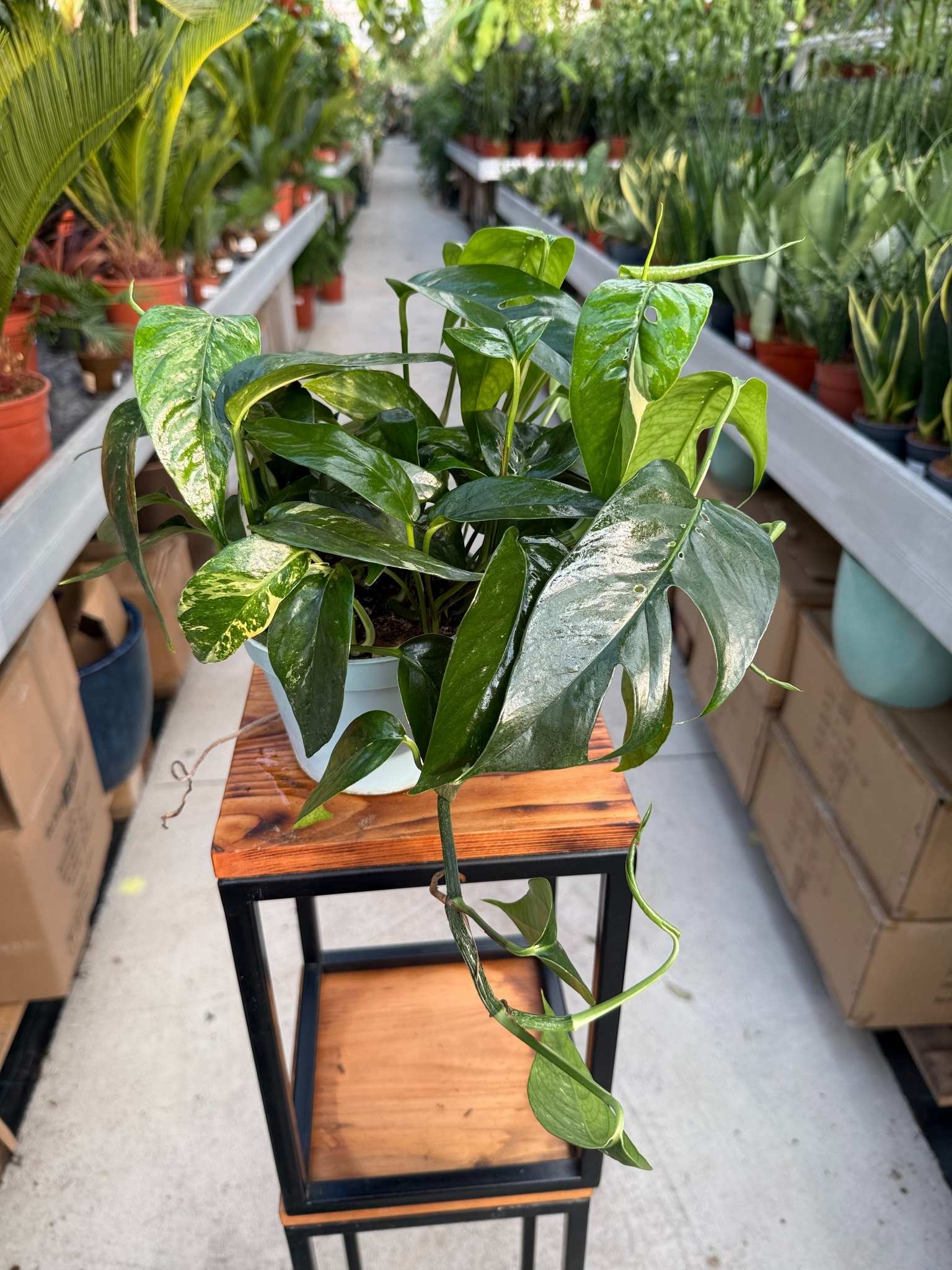 scindapsus variegata