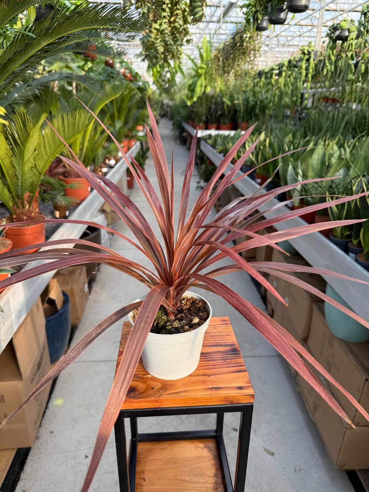 CORDYLINA RED STAR