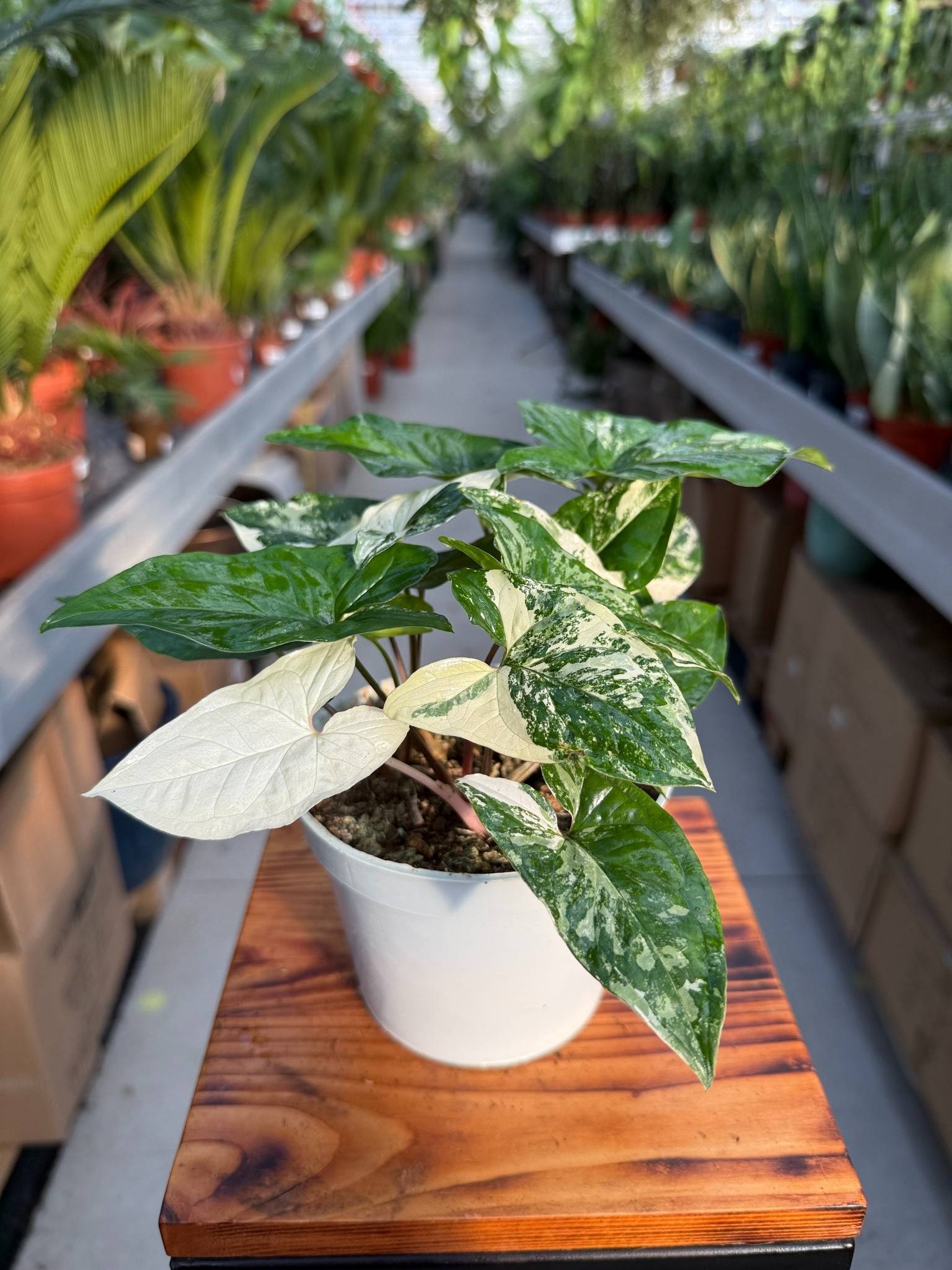 SYNGONIUM ALBO VARIEGATA