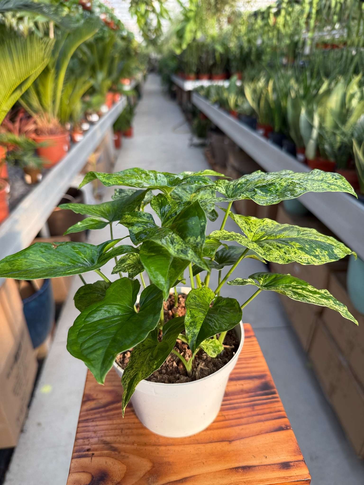 syngonium mottled mojito