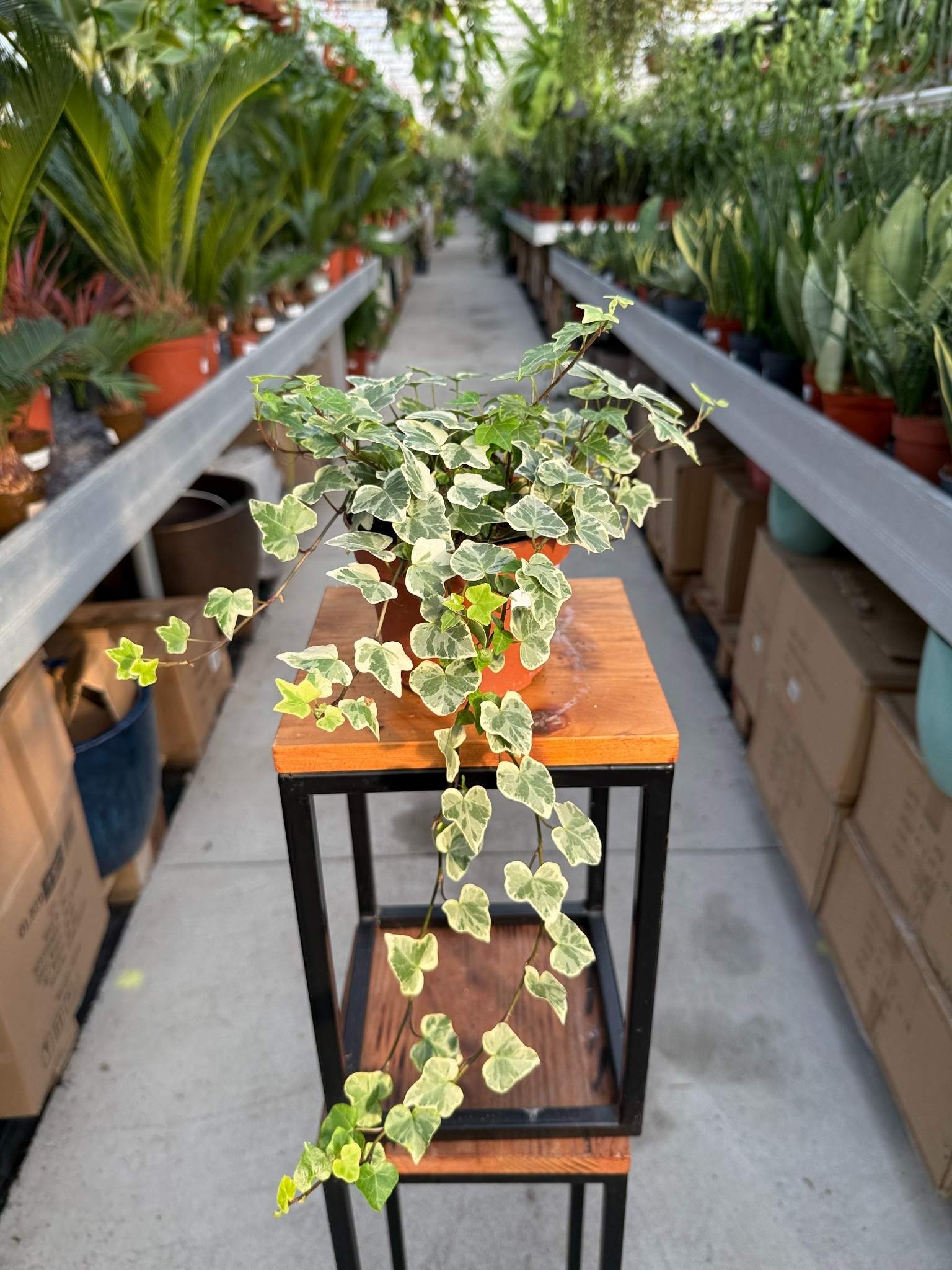 HEDERA HELI9X WHITE WONDER