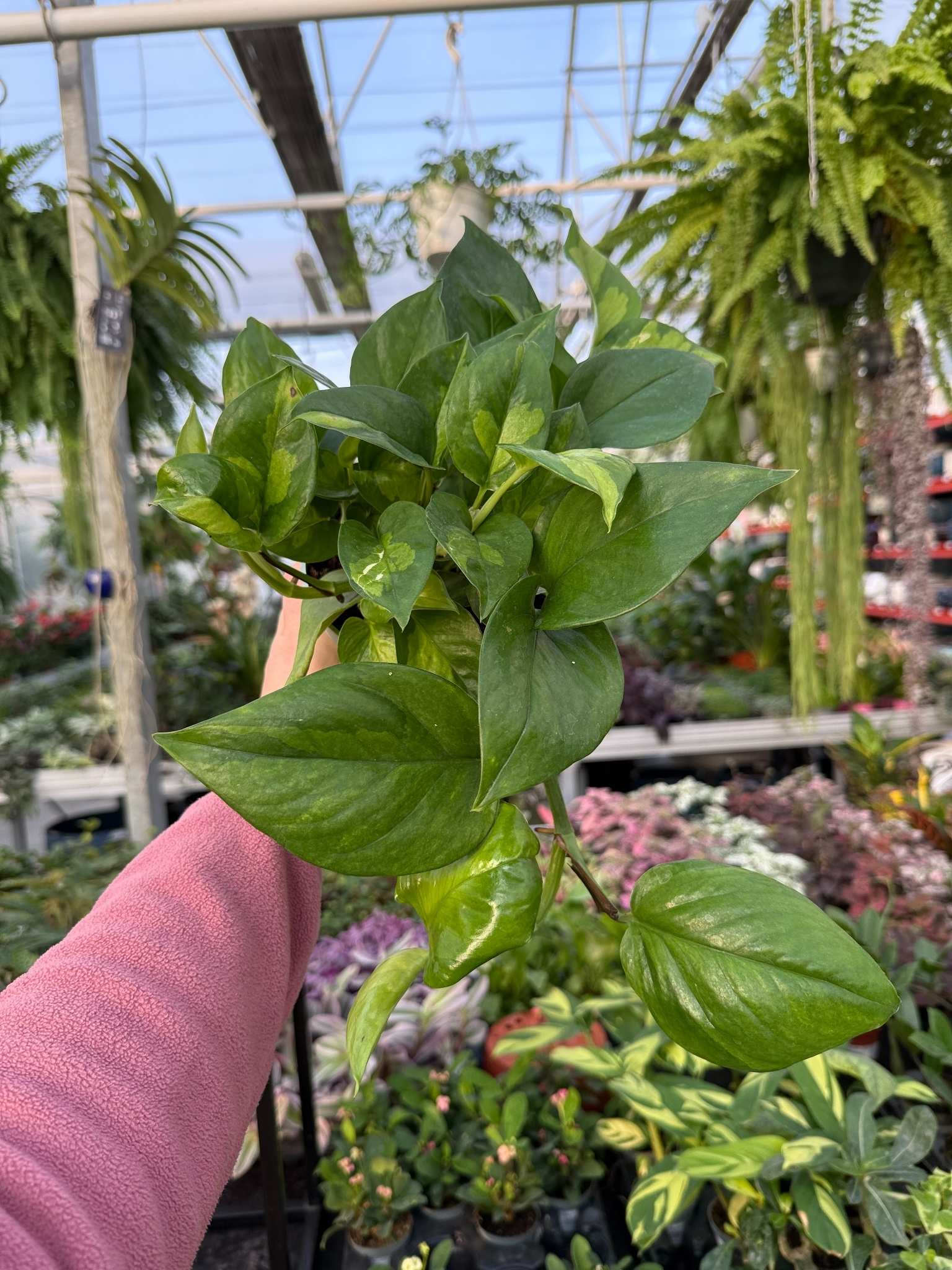 epipremnum global green