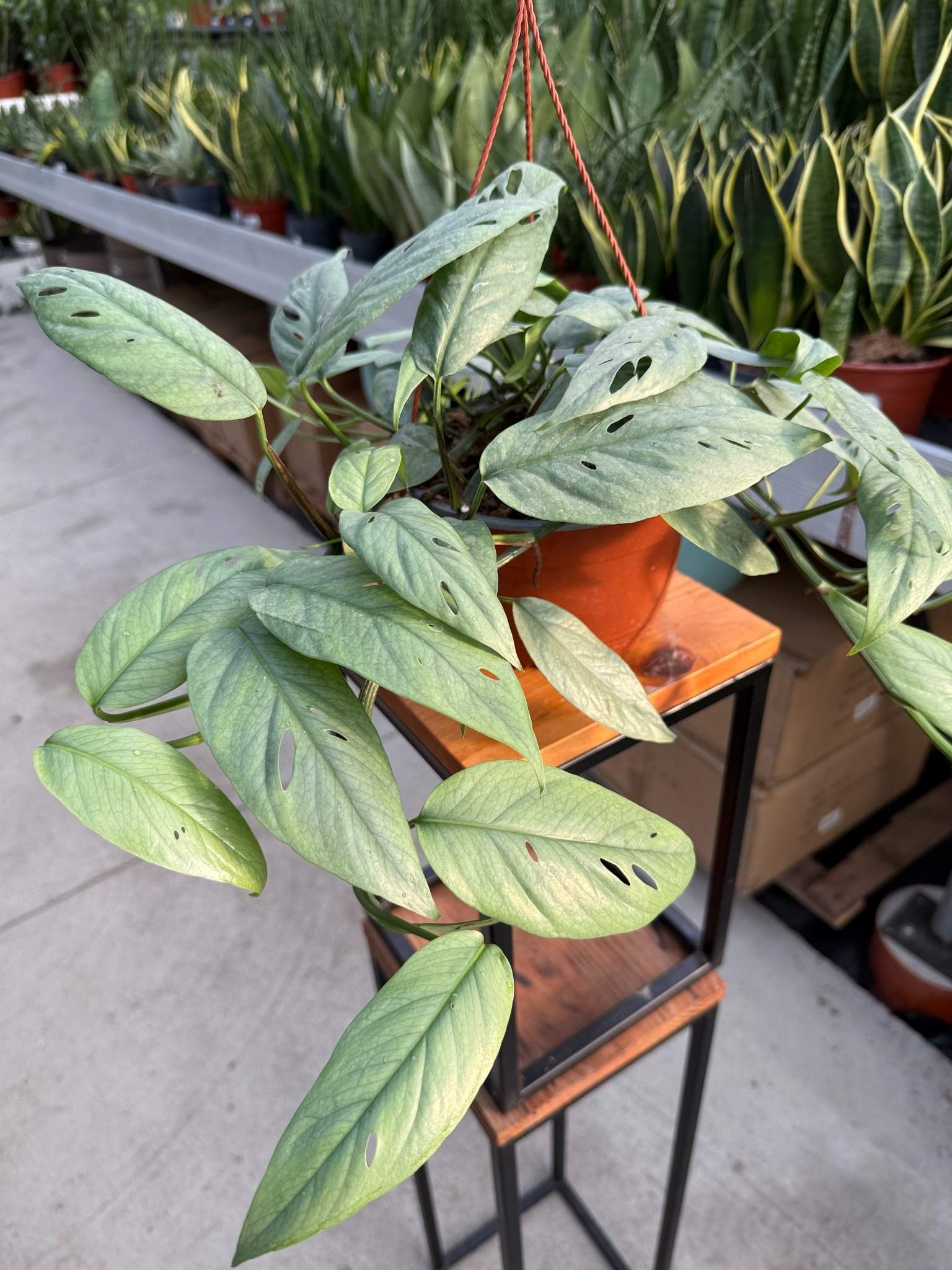 SCINDAPSUS CEBU BLUE