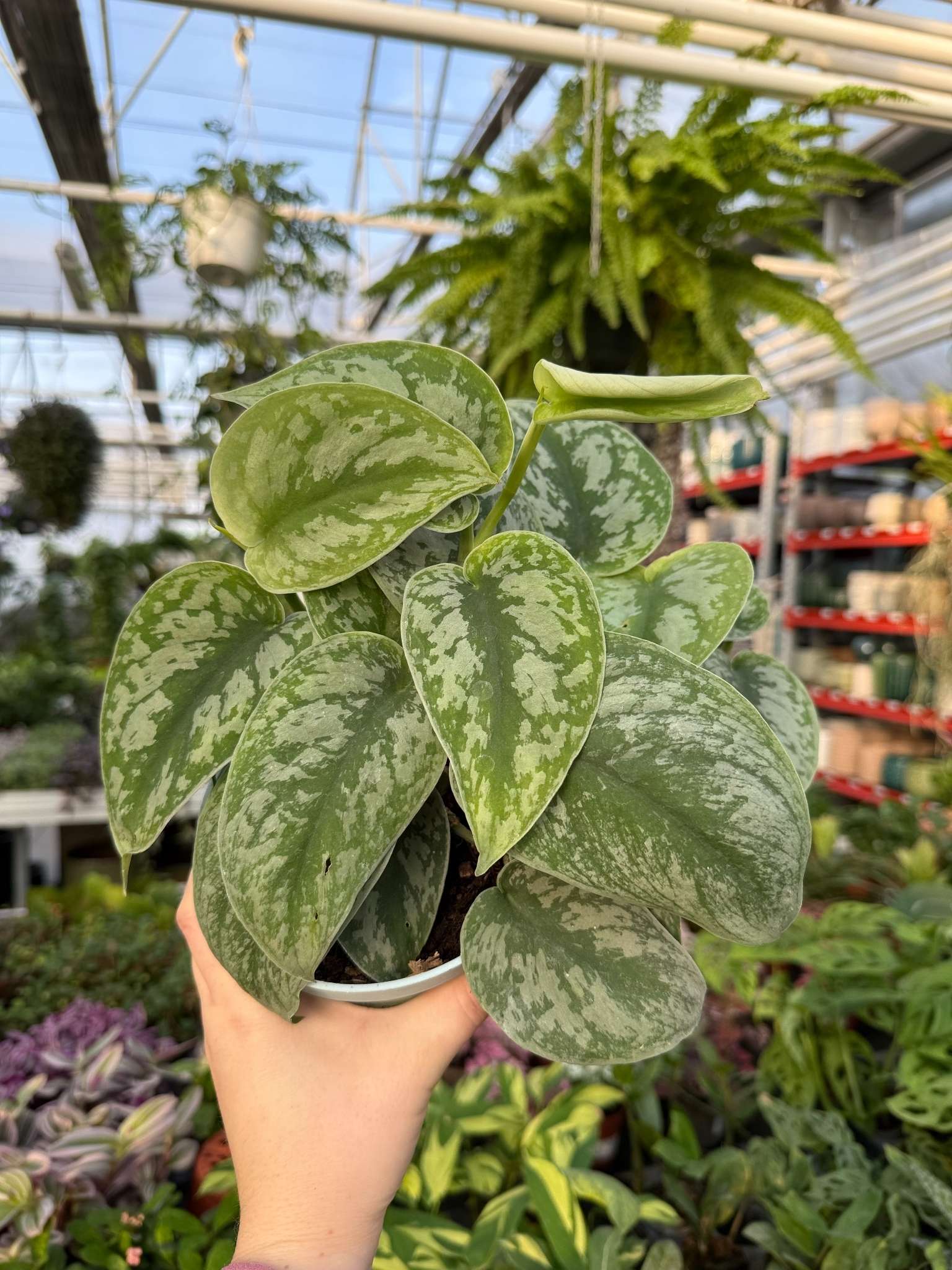 epipremnum pictus trebie