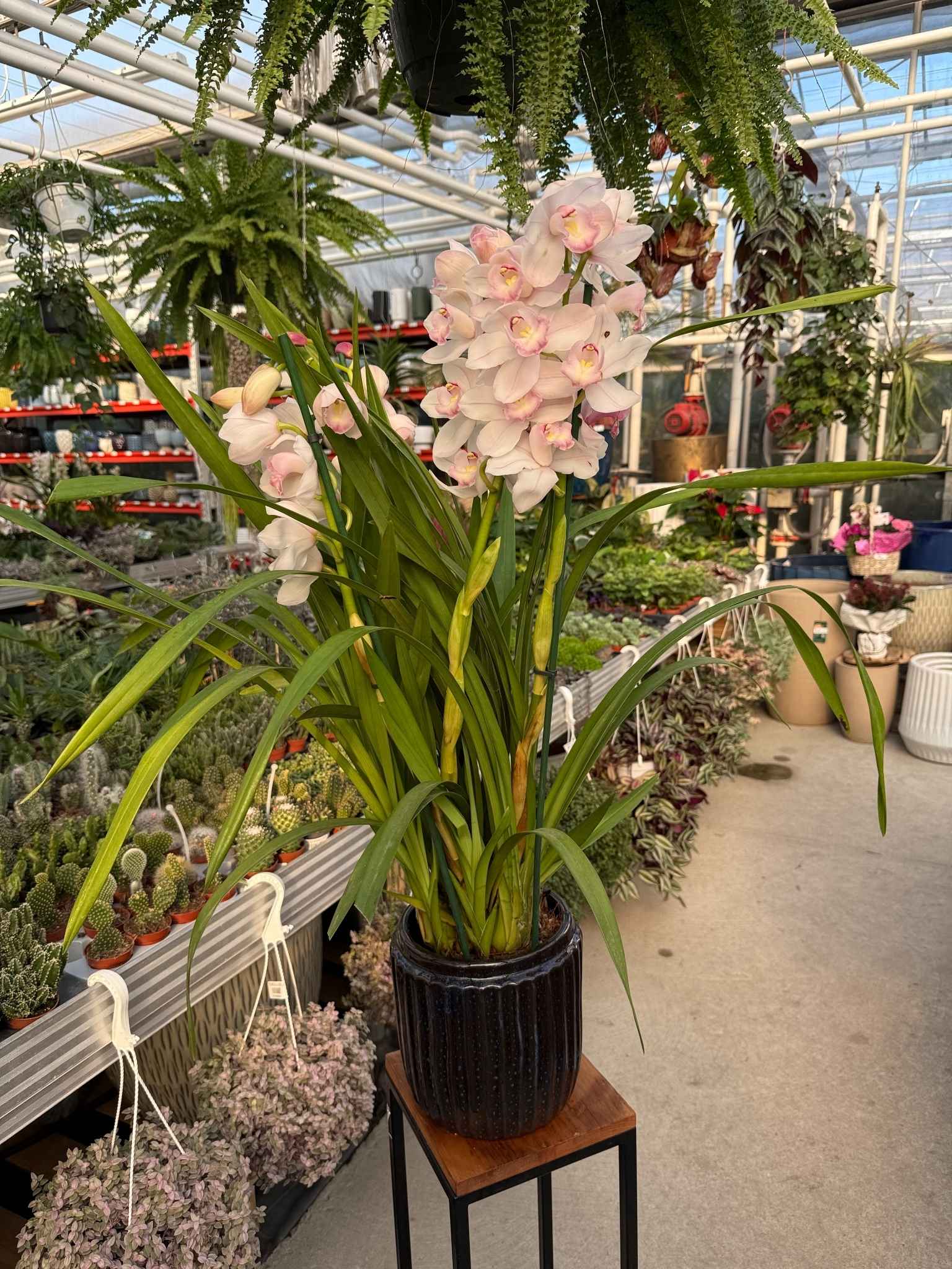 cymbidium jasny róż