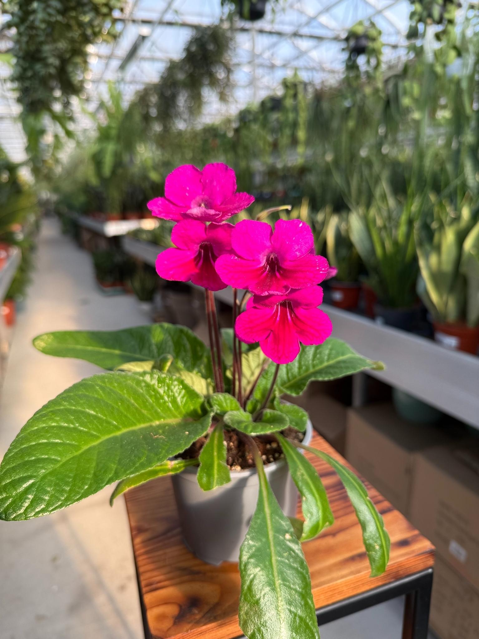 skrętnik ciemnoróżowy