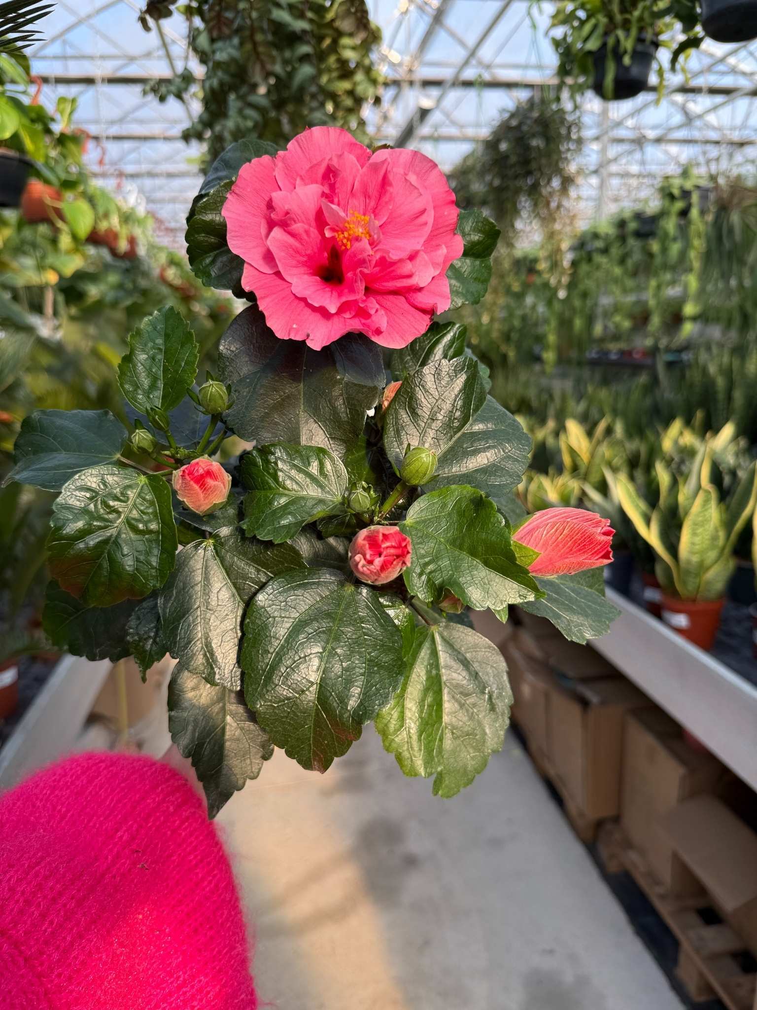 hibiscus double różowy