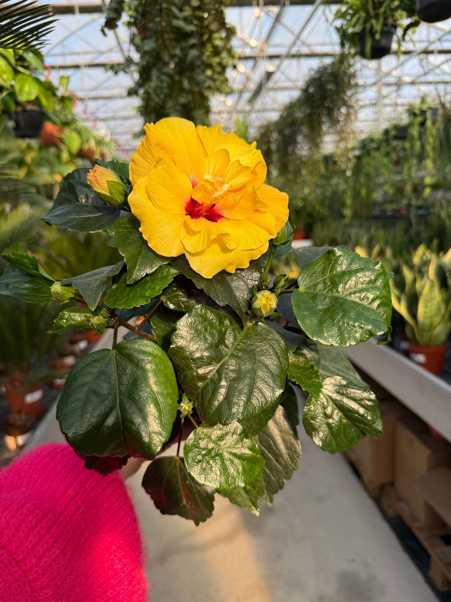 hibiscus double, róża chińska