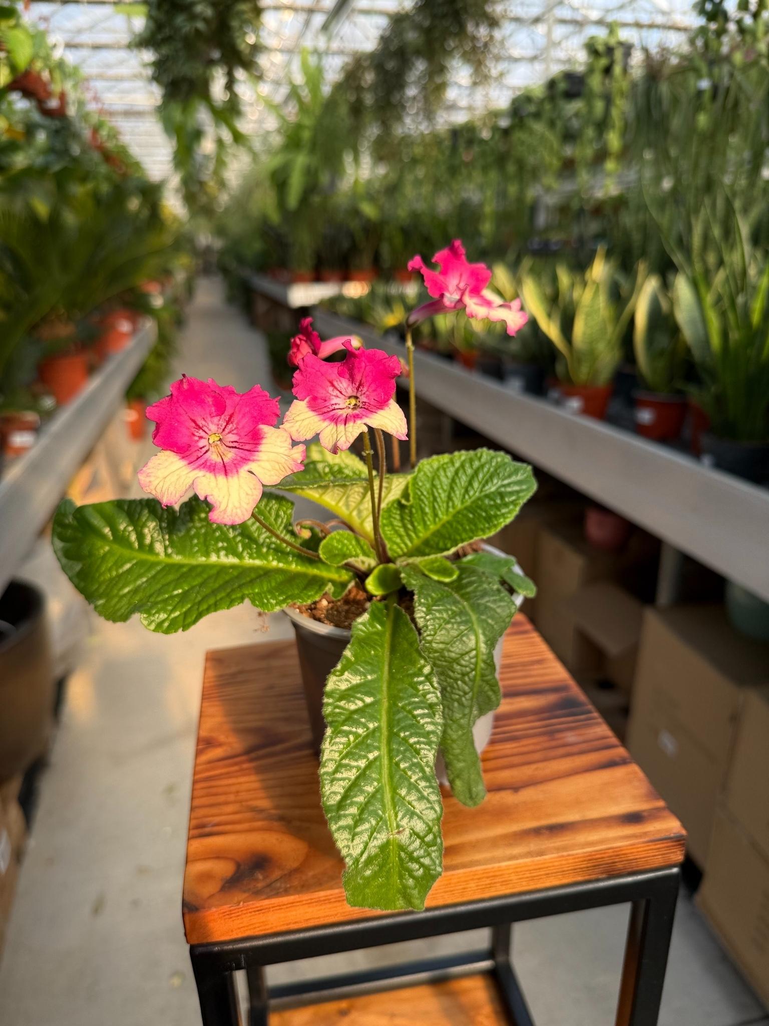 skrętnik kremowo-różowy