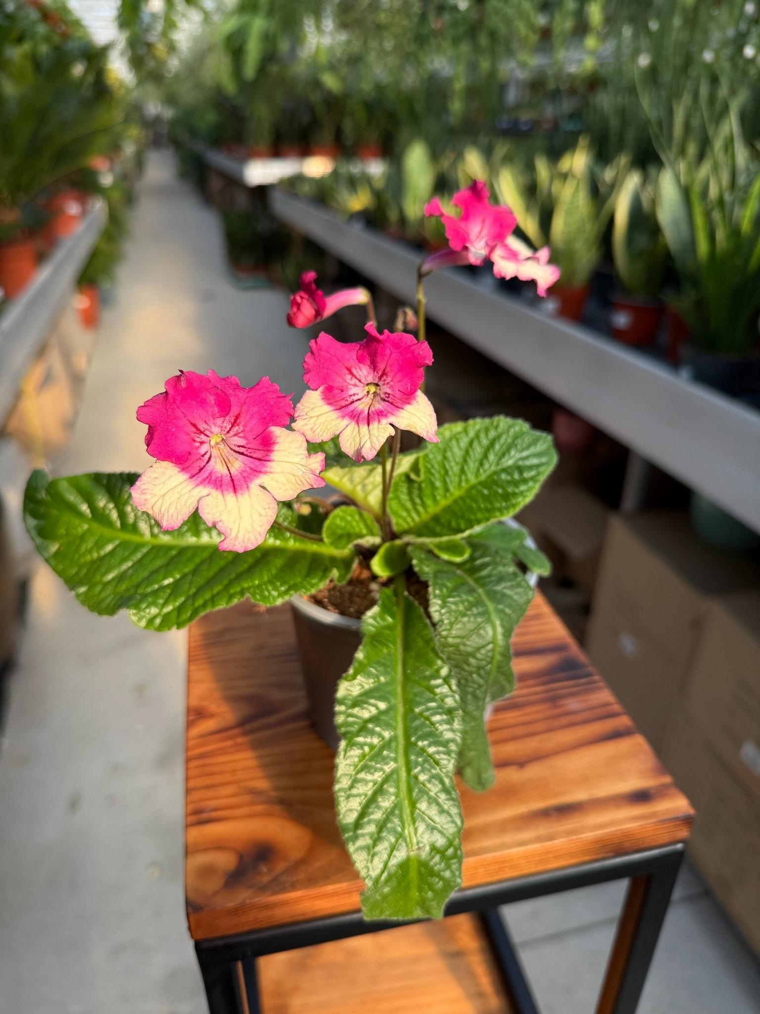 skrętnik kremowo-różowy