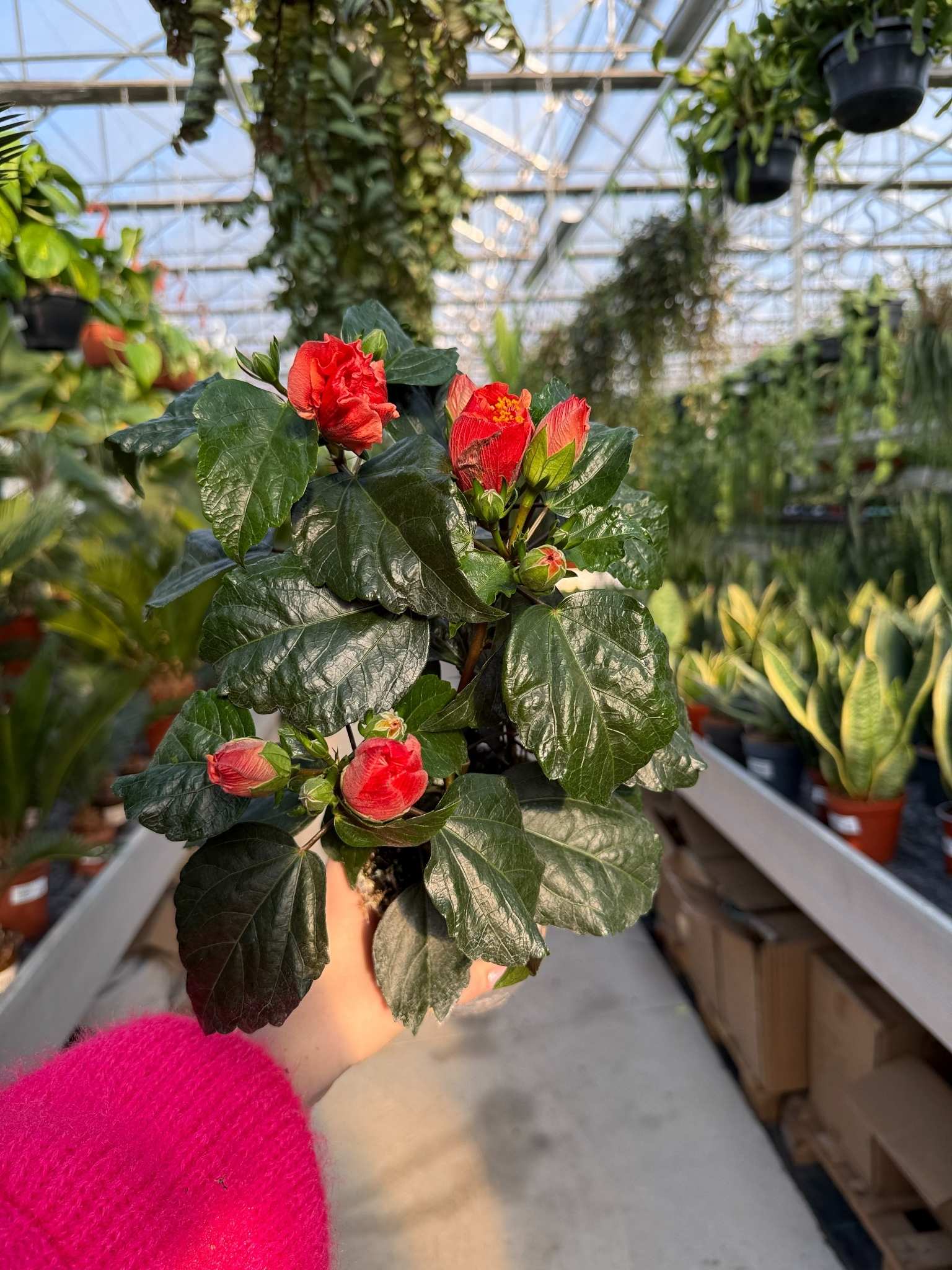 hibiscus oranje double