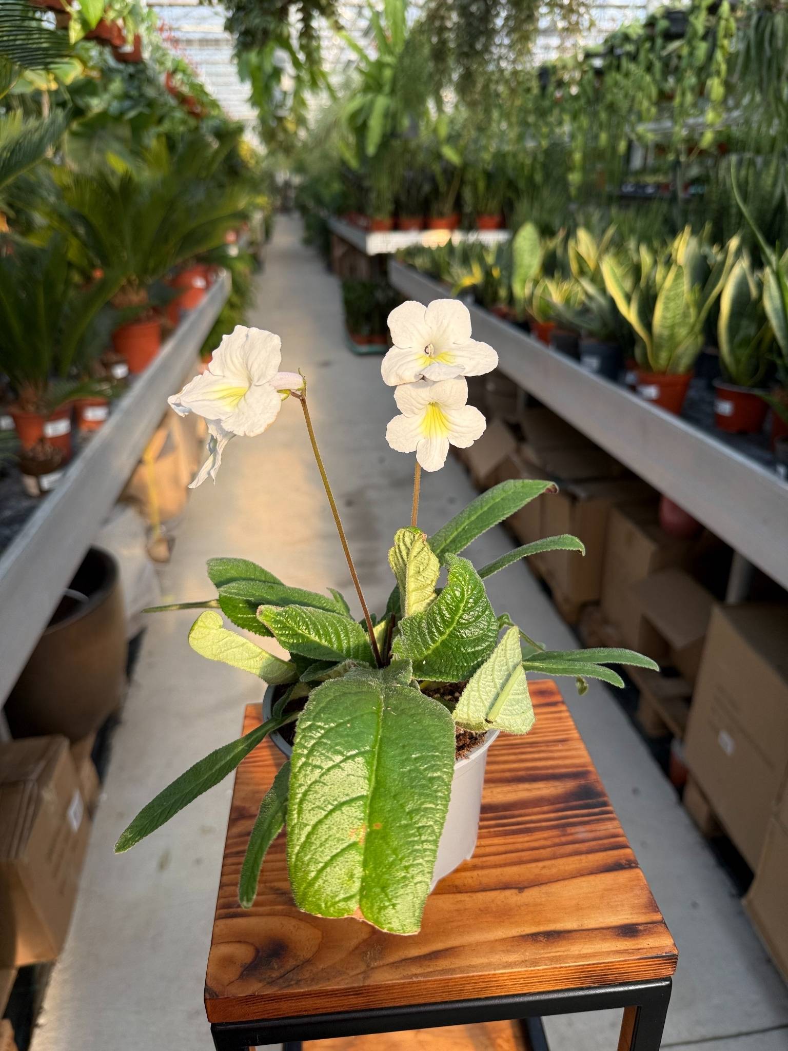 SKRĘTNIK BIAŁY Z ŻÓŁTYM OCZKIEM