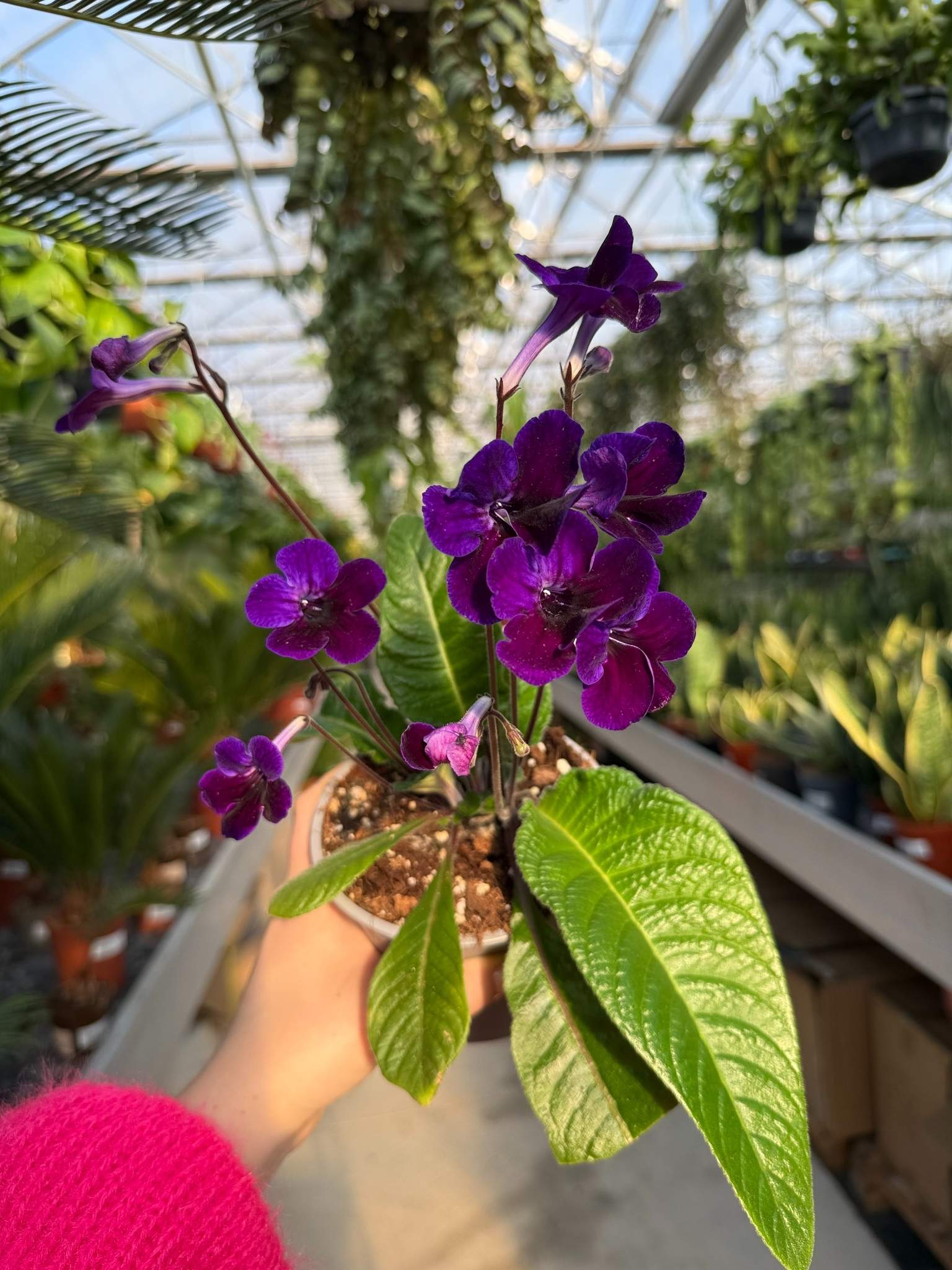 skrętnik ciemnofioletowy