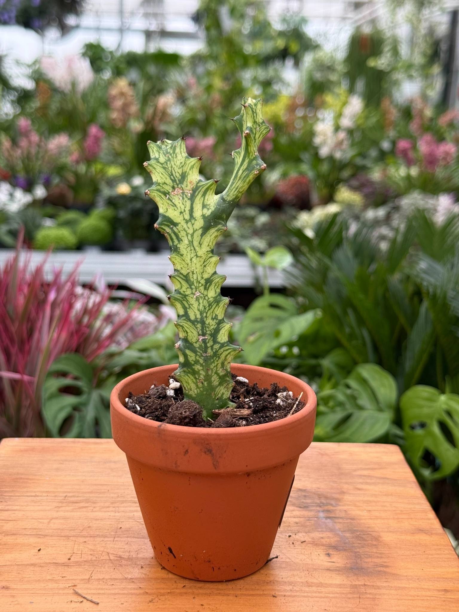 EUPHORBIA LACTEA VARIEGATA P8
