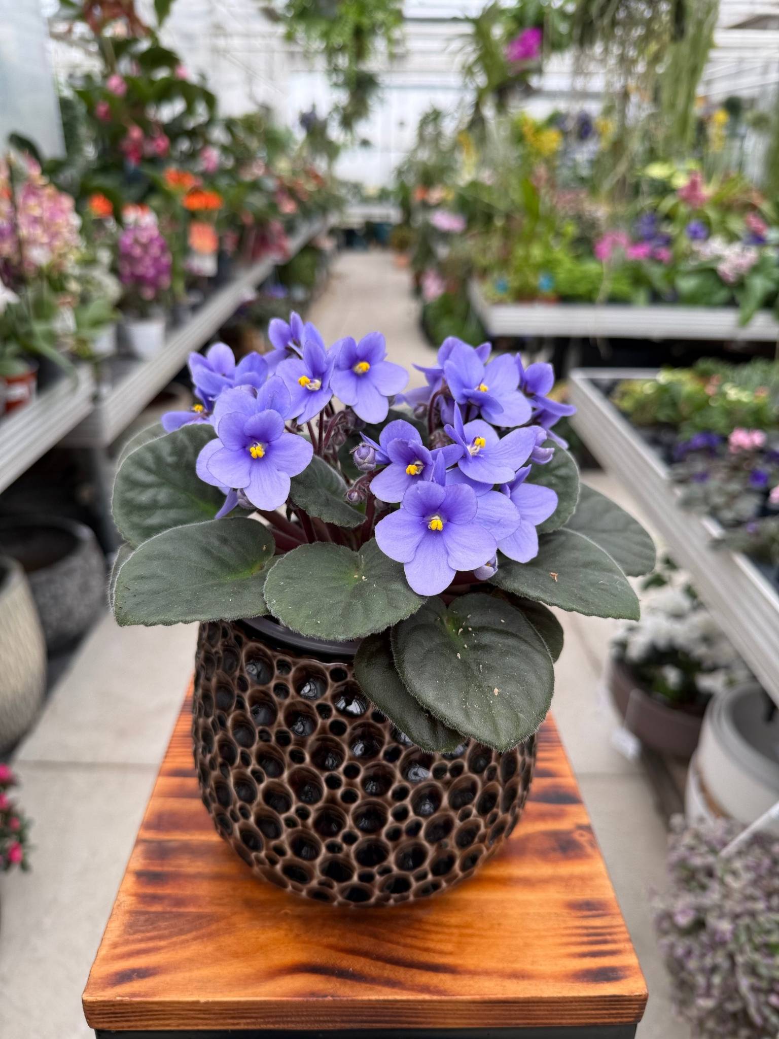 SAINTPAULIA LAWENDOWA