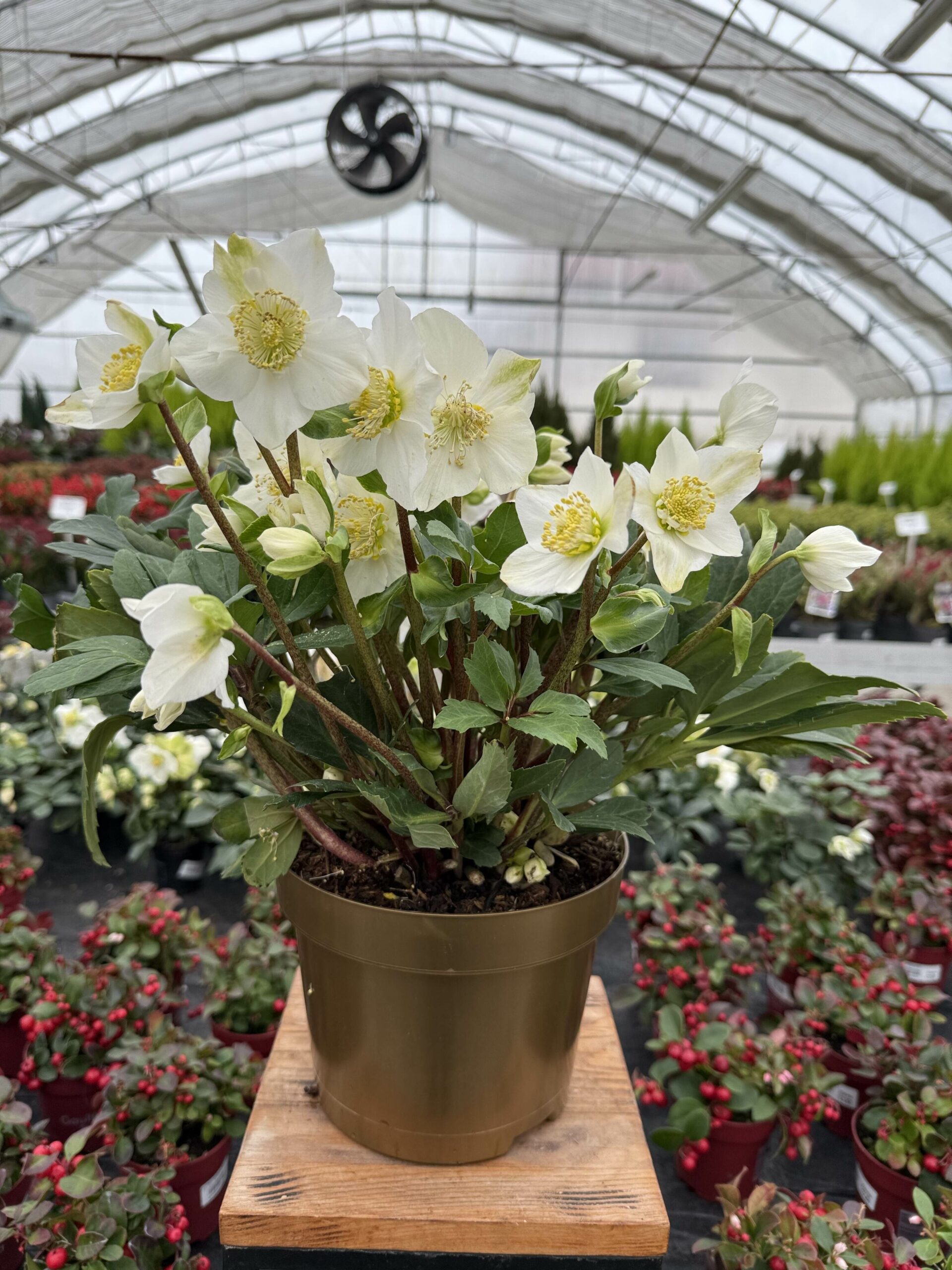 CIEMIERNIK NIGER GOLDLINE P19 - obrazek 2