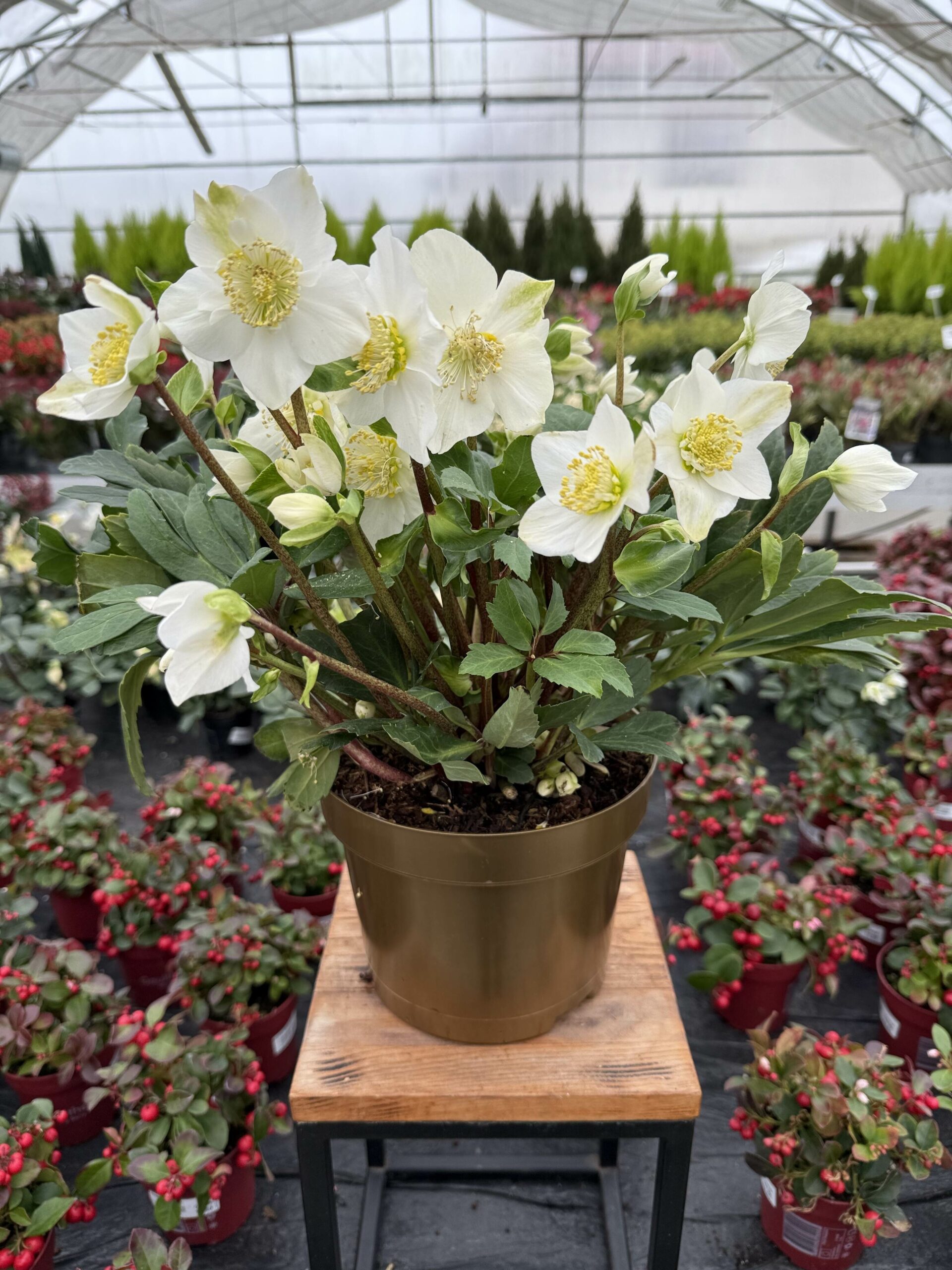 CIEMIERNIK NIGER GOLDLINE P19 - obrazek 4