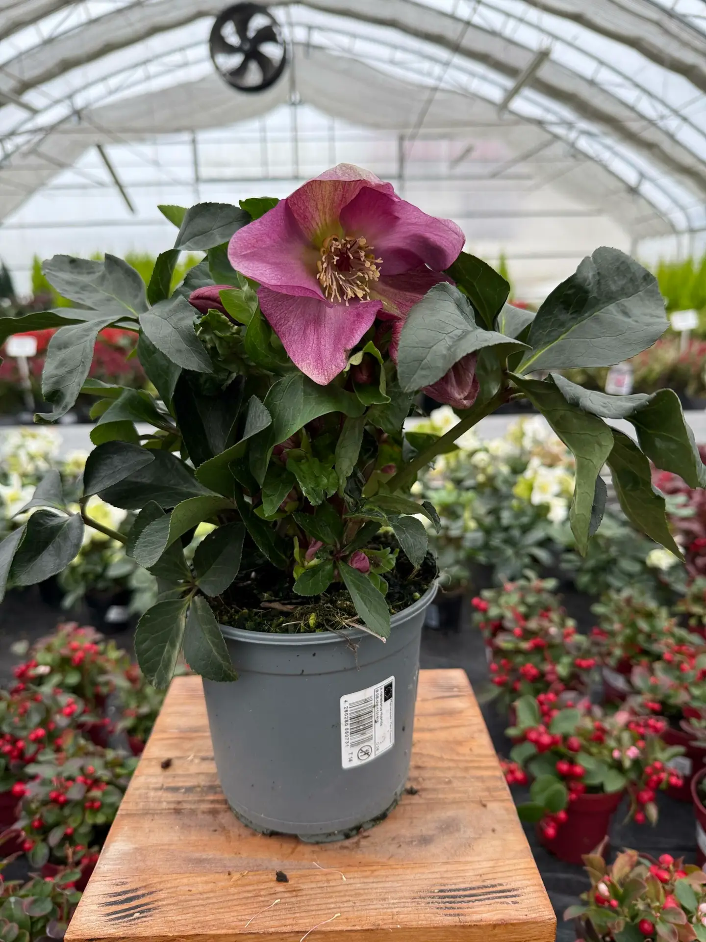 CIEMIERNIK WINTER COLOUR P14 - obrazek 2