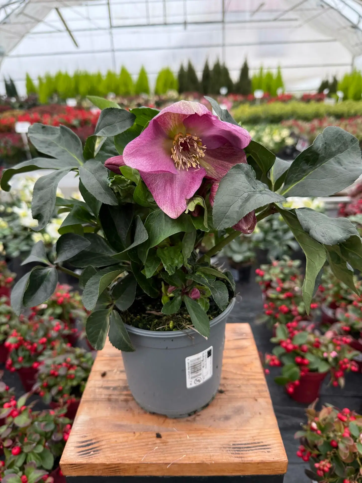 CIEMIERNIK WINTER COLOUR P14 - obrazek 3