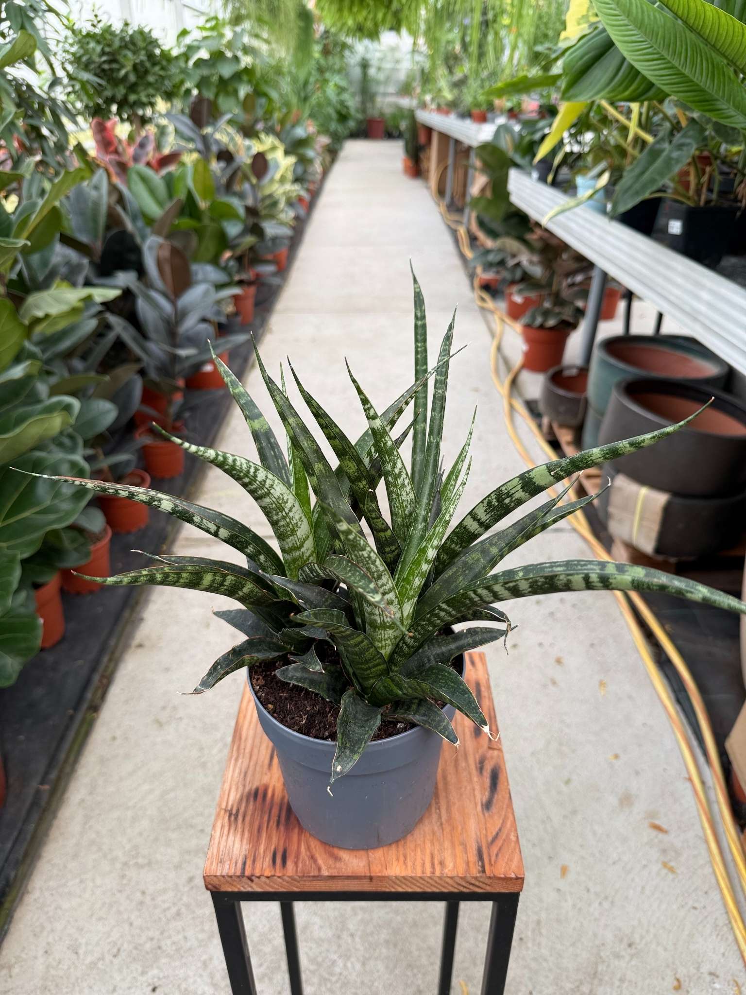 SANSEVIERIA TIGER CROWN P14 - obrazek 3