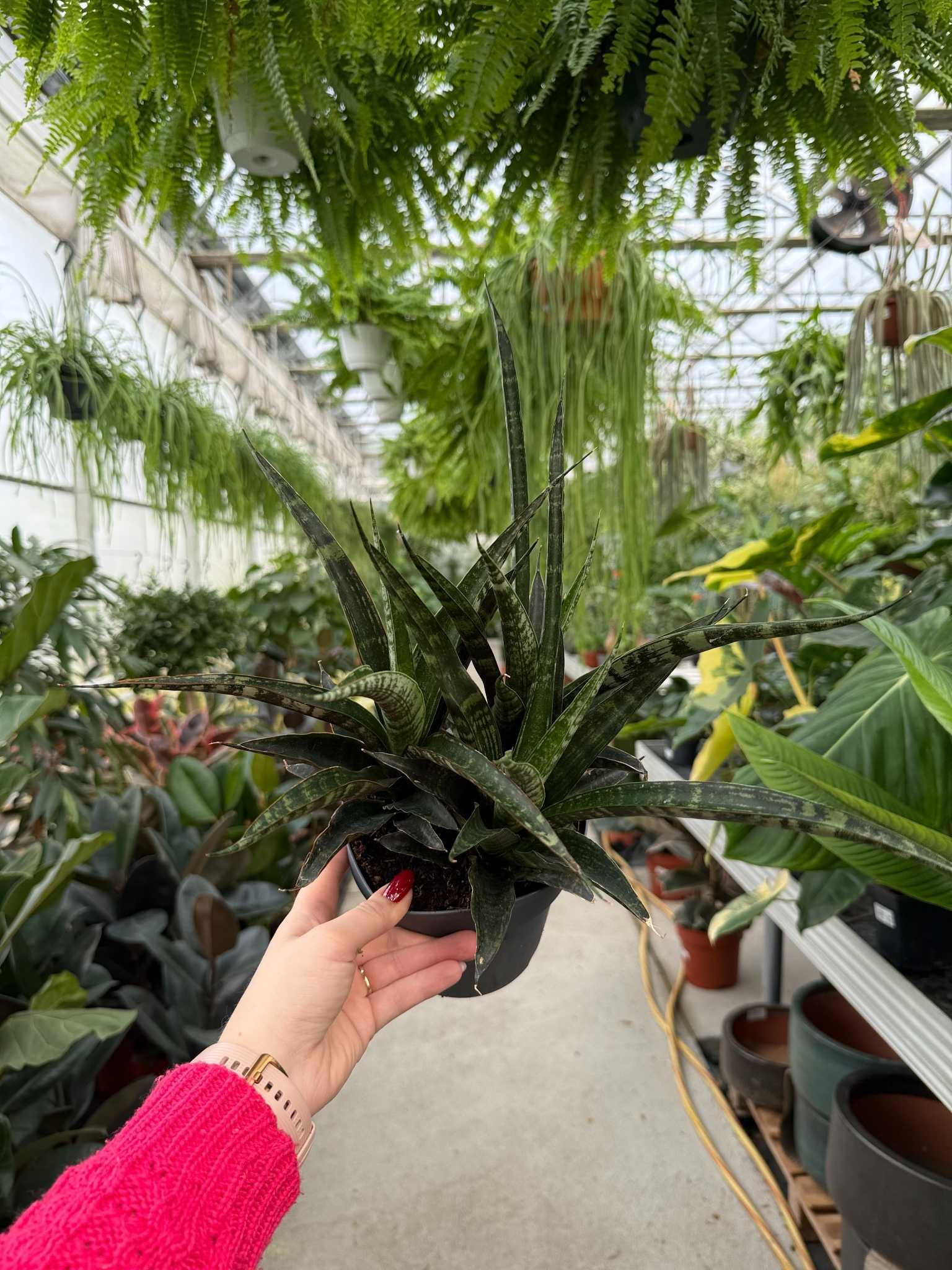 SANSEVIERIA TIGER CROWN P14 - obrazek 2