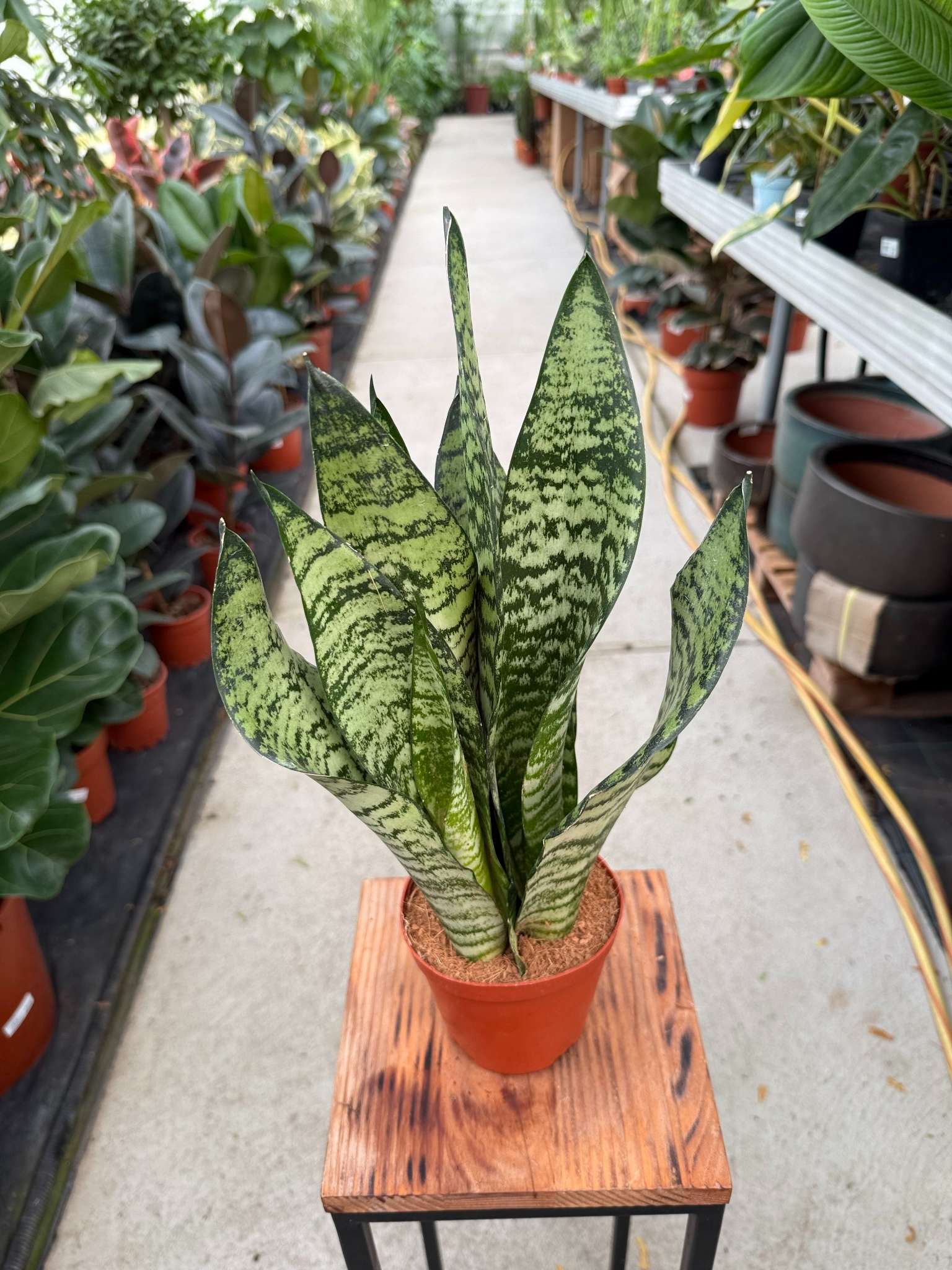 SANSEVIERIA ZEYLANICA P12 - obrazek 3