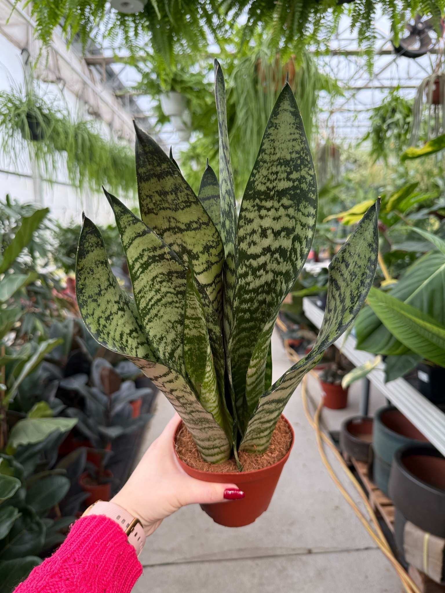 SANSEVIERIA ZEYLANICA P12 - obrazek 2