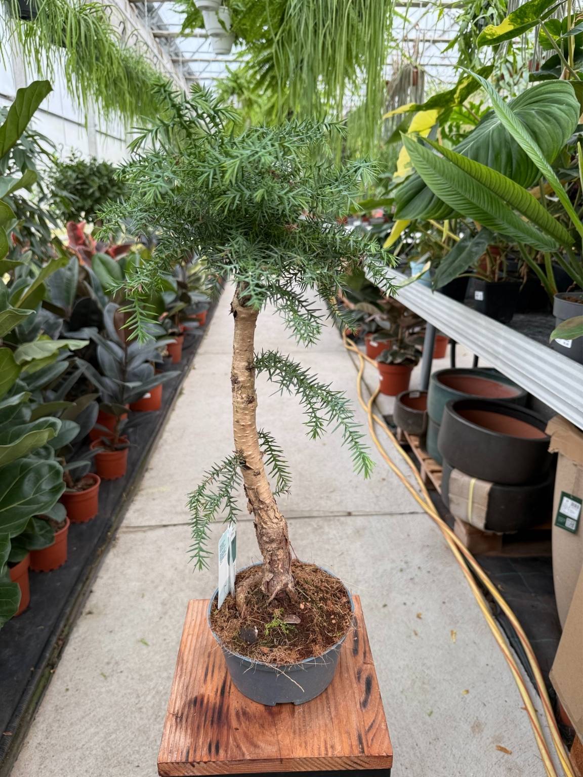 ARAUCARIA CUNNINGHAMII P16 - obrazek 4