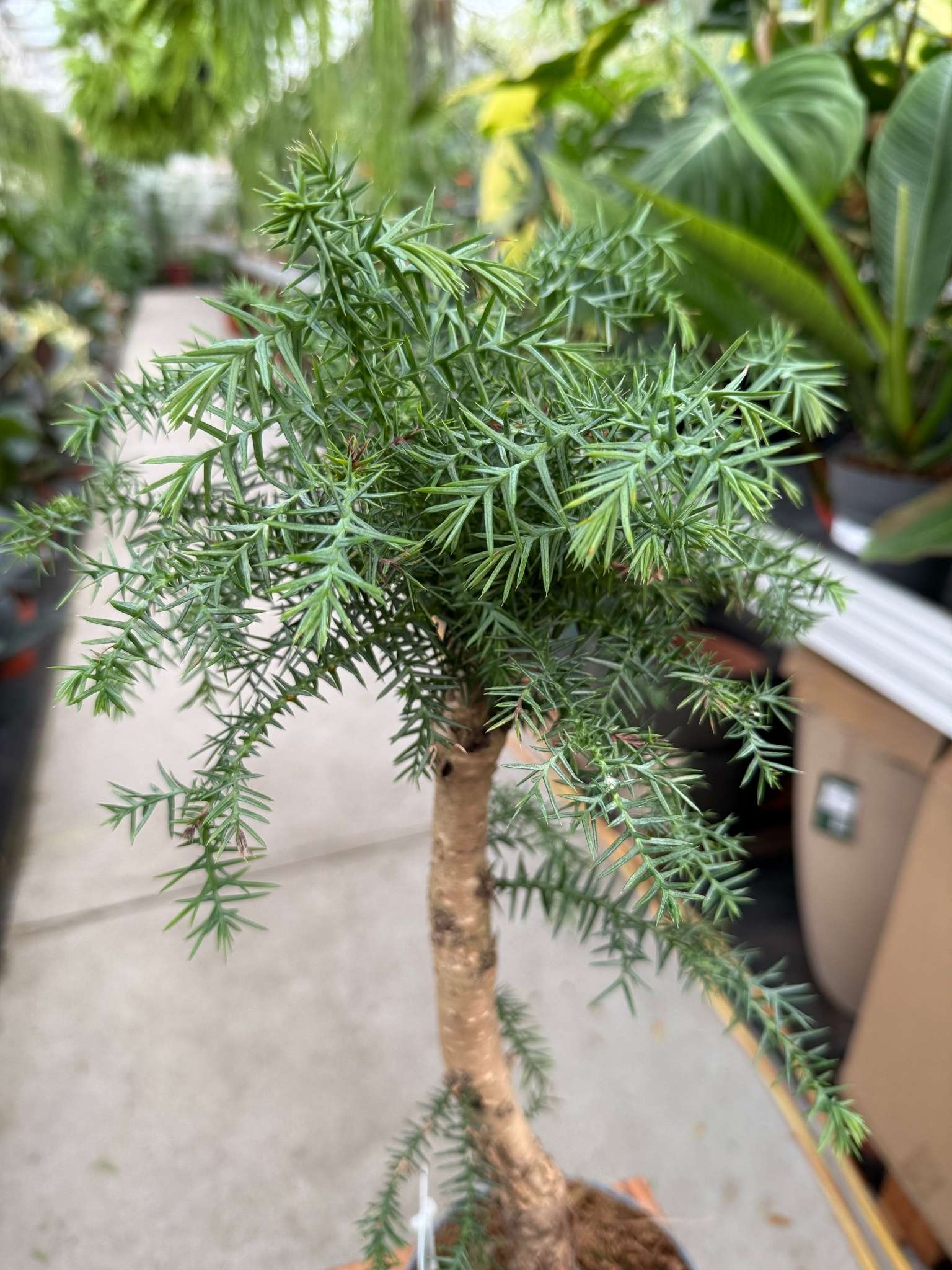 ARAUCARIA CUNNINGHAMII P16 - obrazek 2