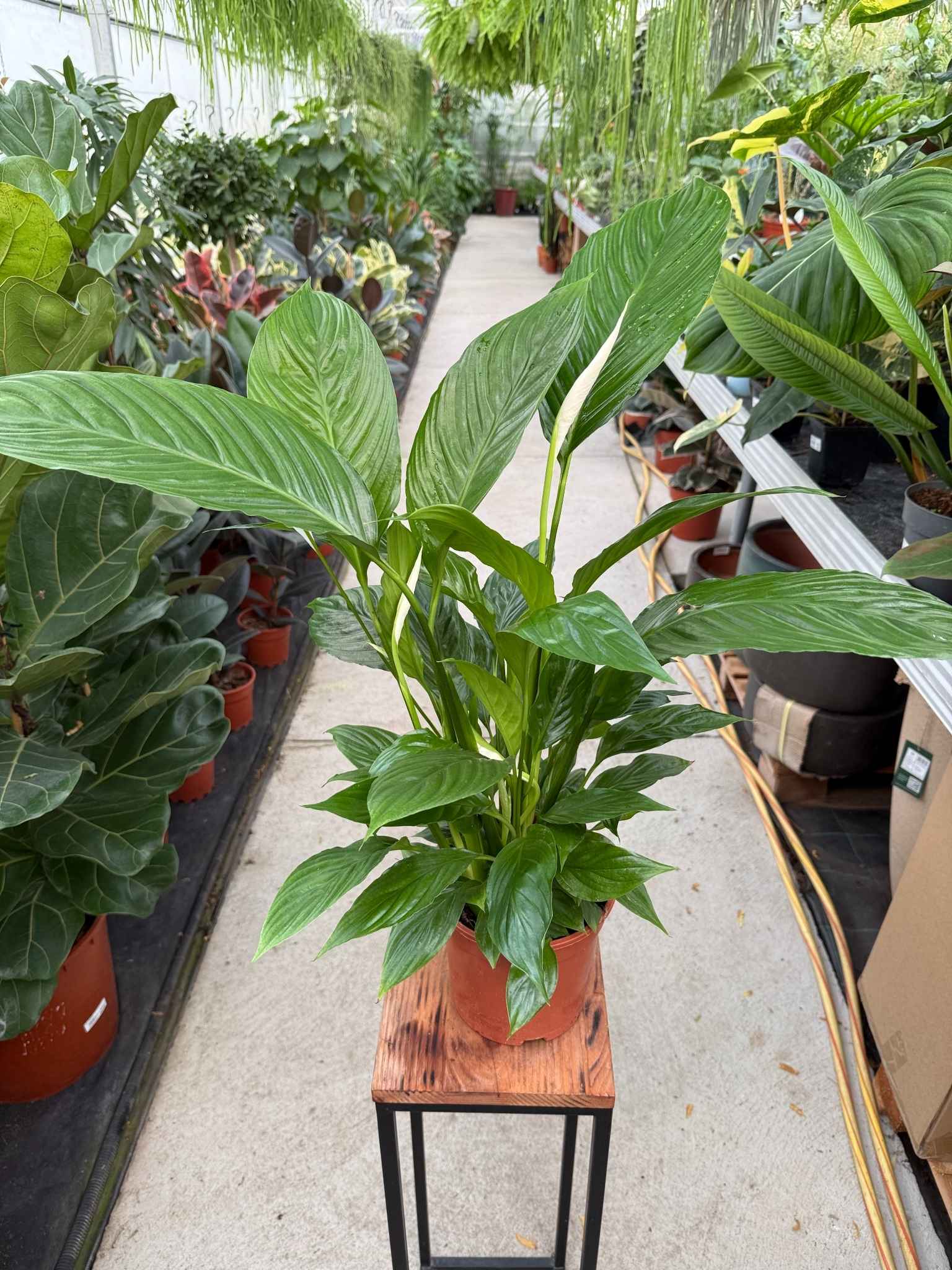 SPATHIPHYLLUM VIVALDI P17 - obrazek 3