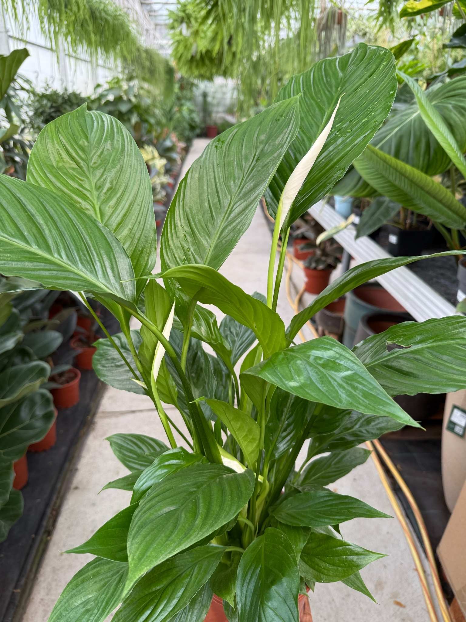SPATHIPHYLLUM VIVALDI P17 - obrazek 2