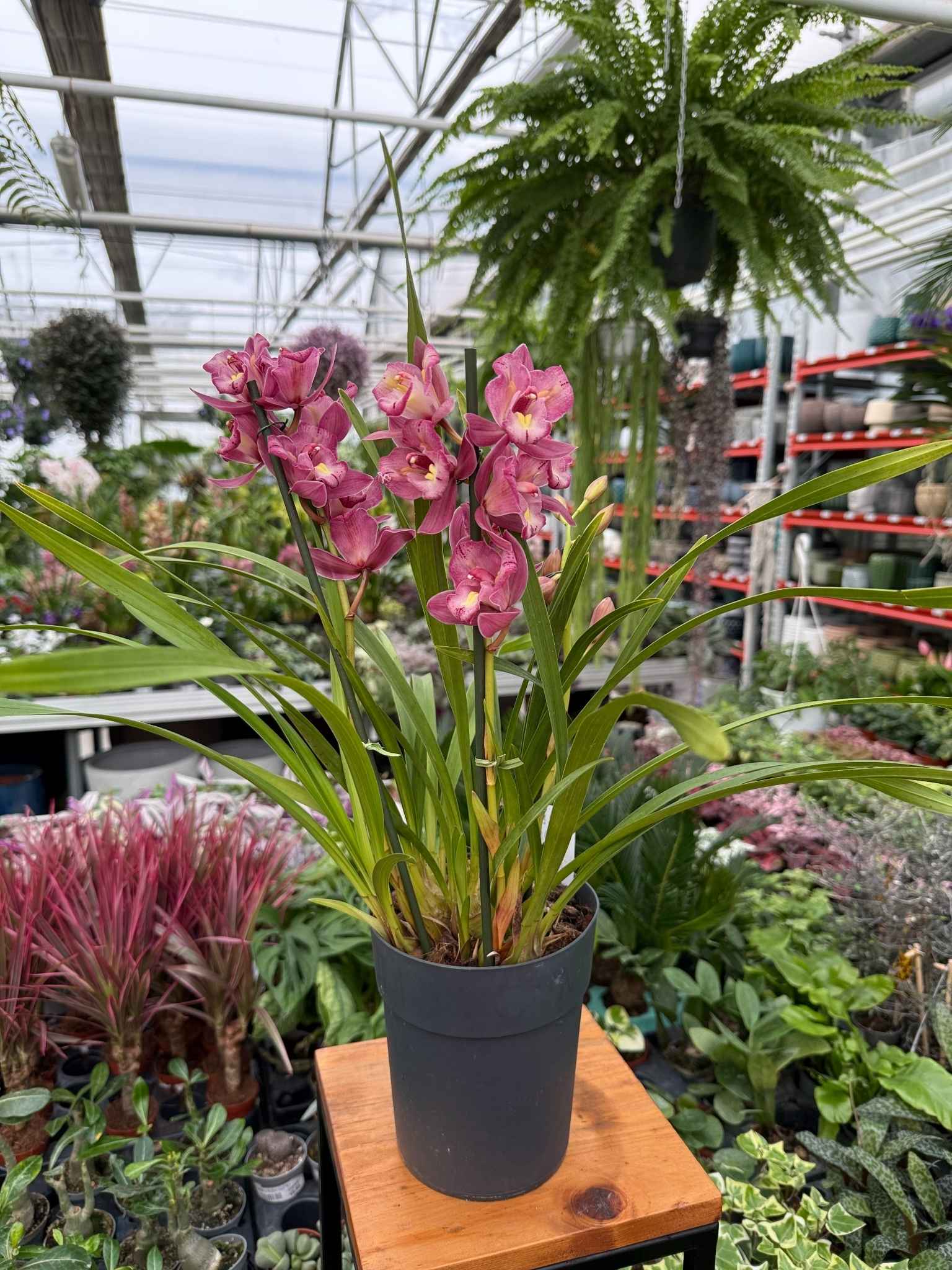 cymbidium ciemny róż