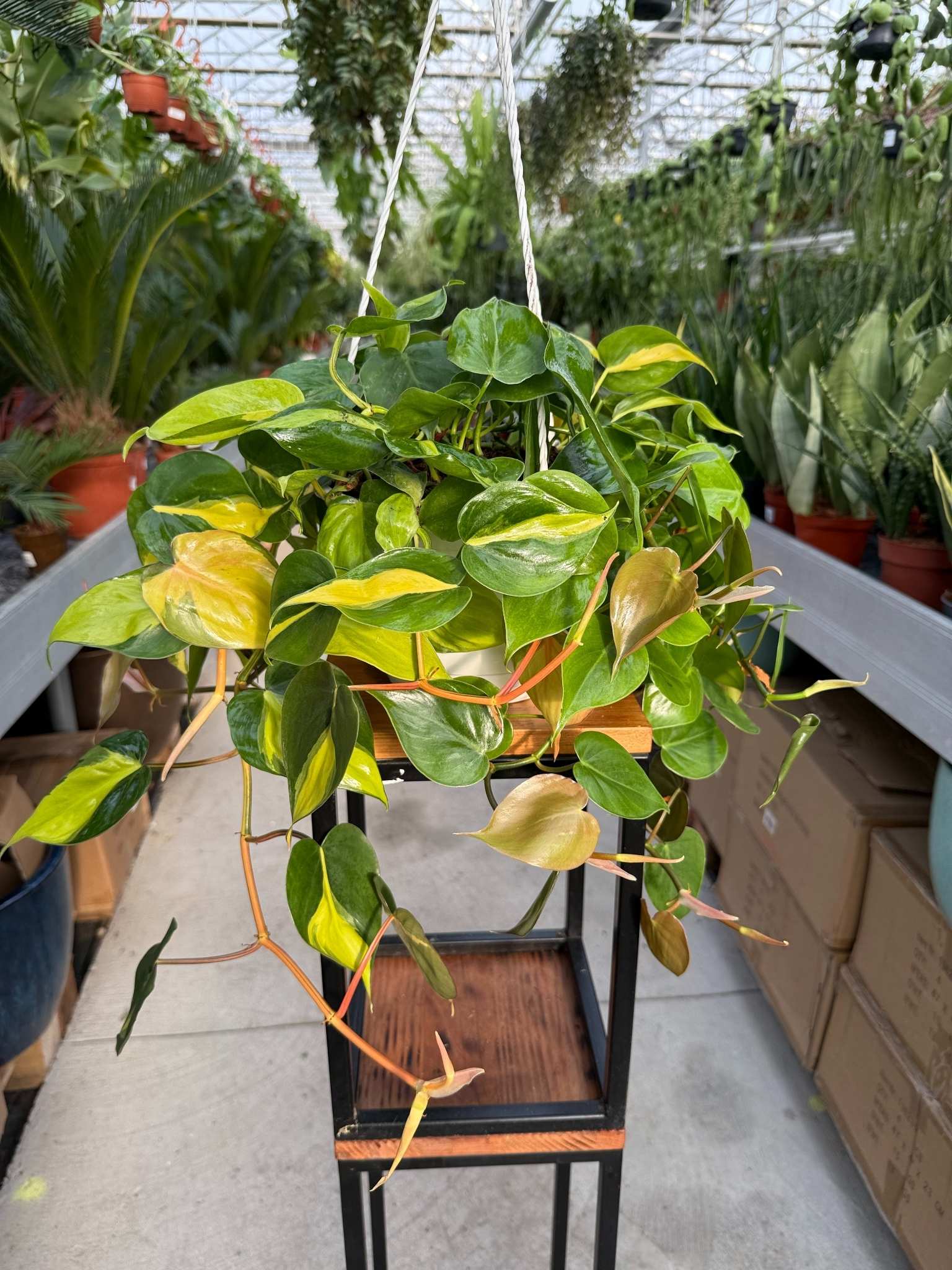philodendron brasil
