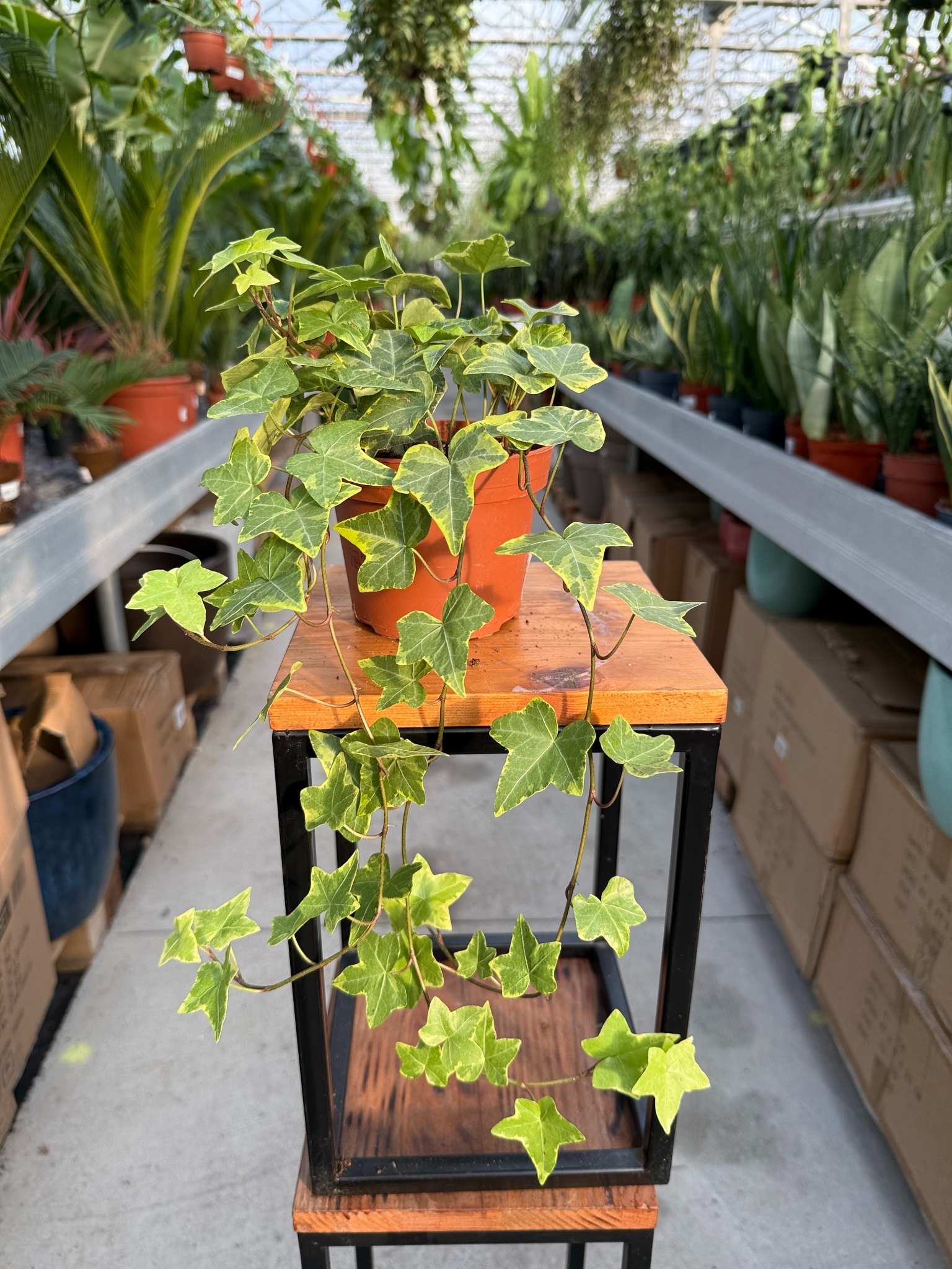 Hedera helix ‘Goldchild’