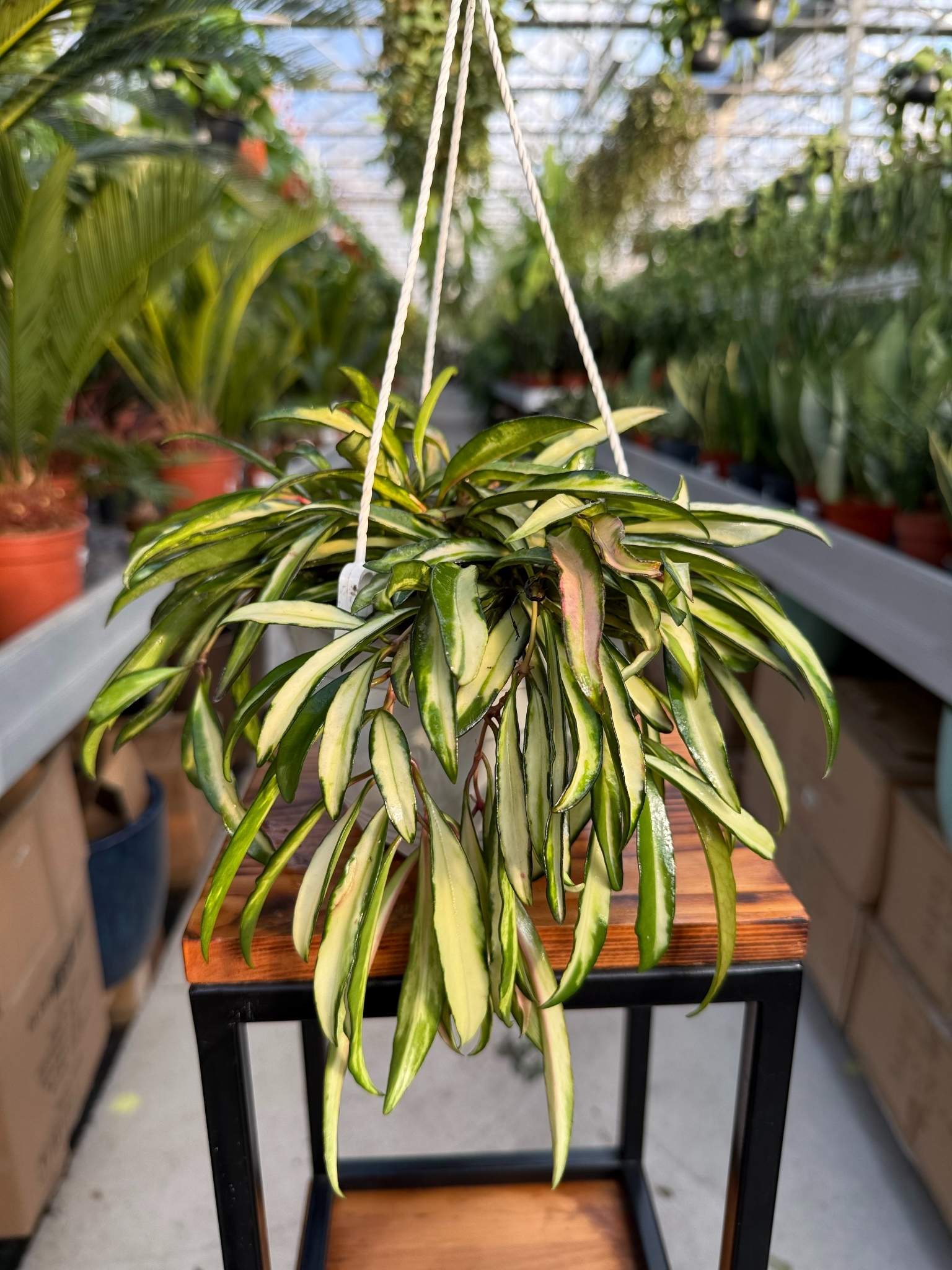 hoya wayetii tricolor