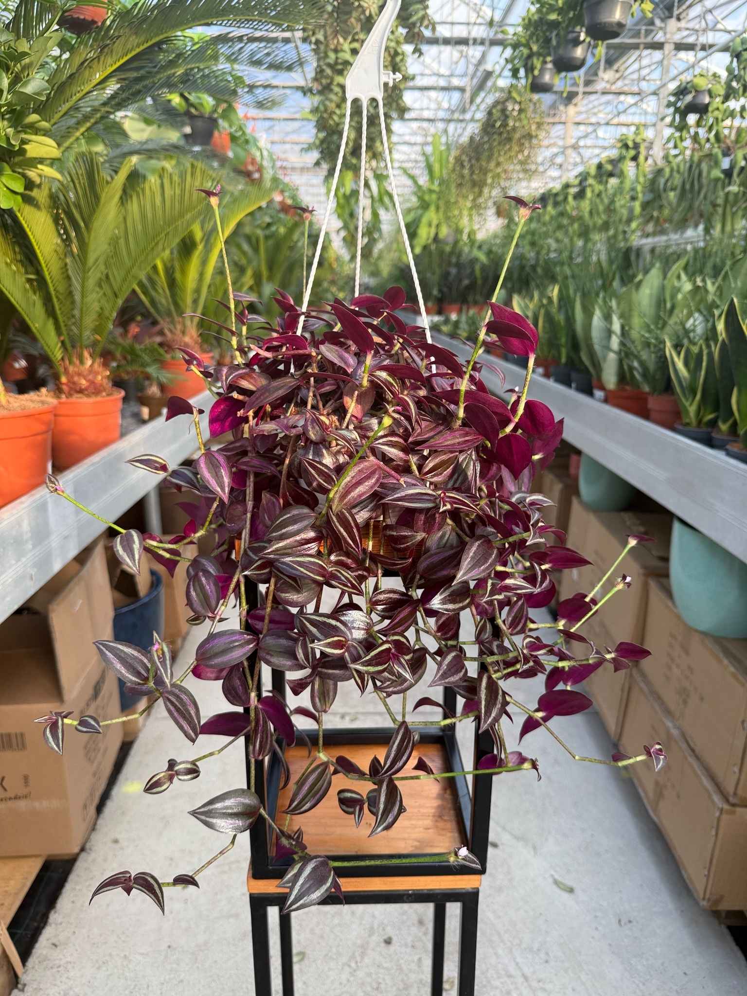 TRZYKROTKA PURPLE JOY