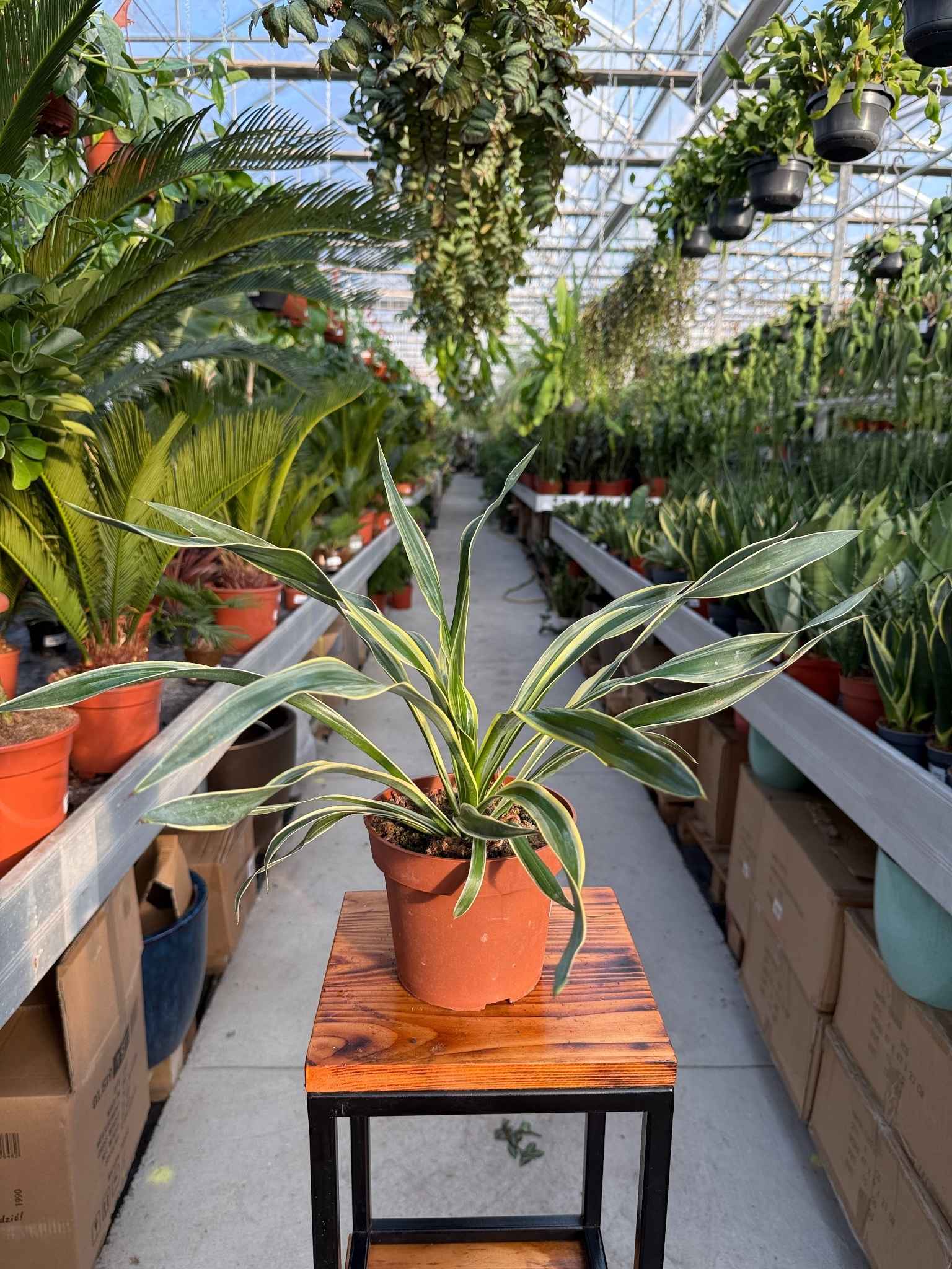 YUCCA GLORIOSA VARIEGATA