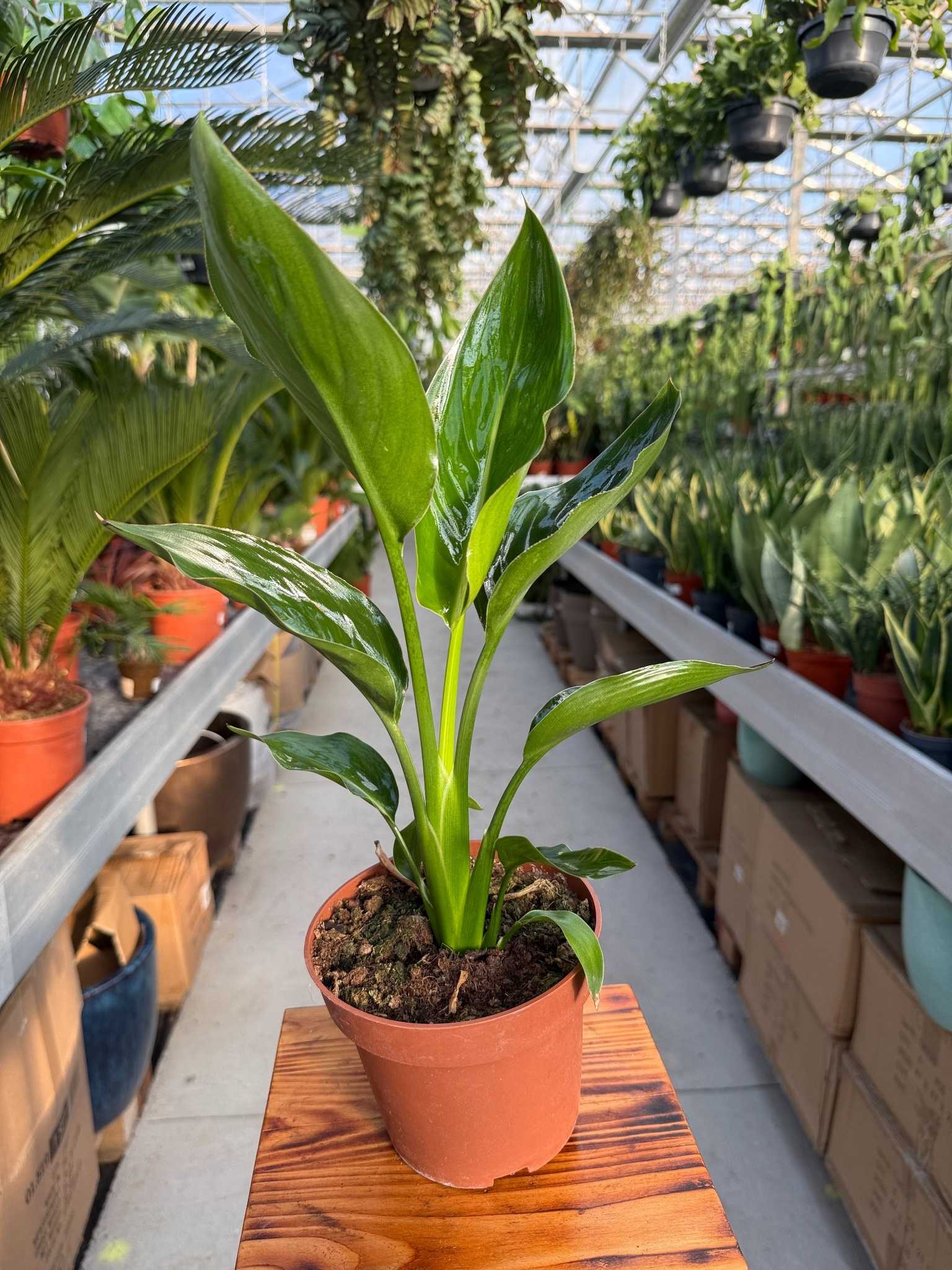 strelitzia mandalas gold