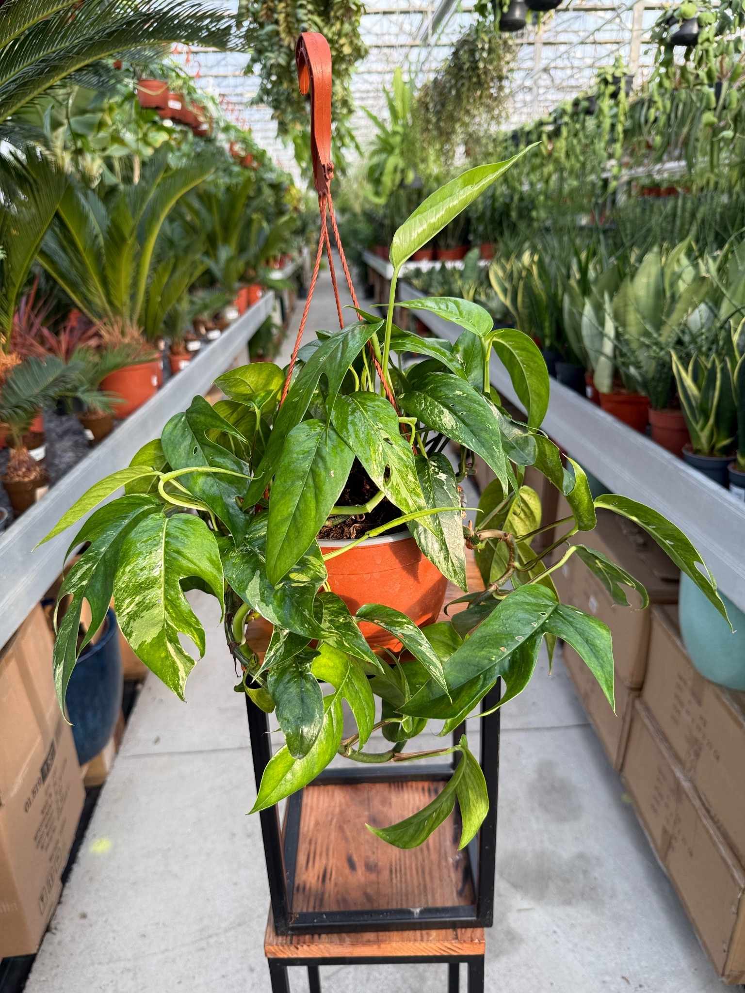 SCINDAPSUS VARIEGATA