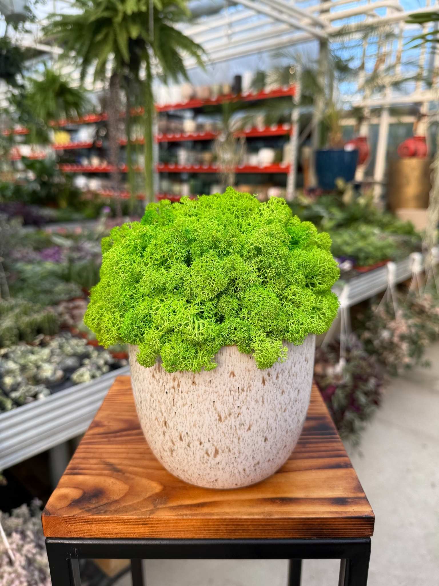 kompozycja z chrobotka