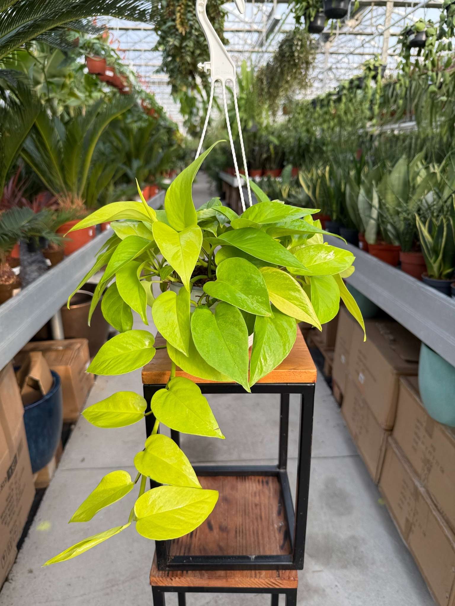 EPIPREMNUM GOLDEN POTHOS