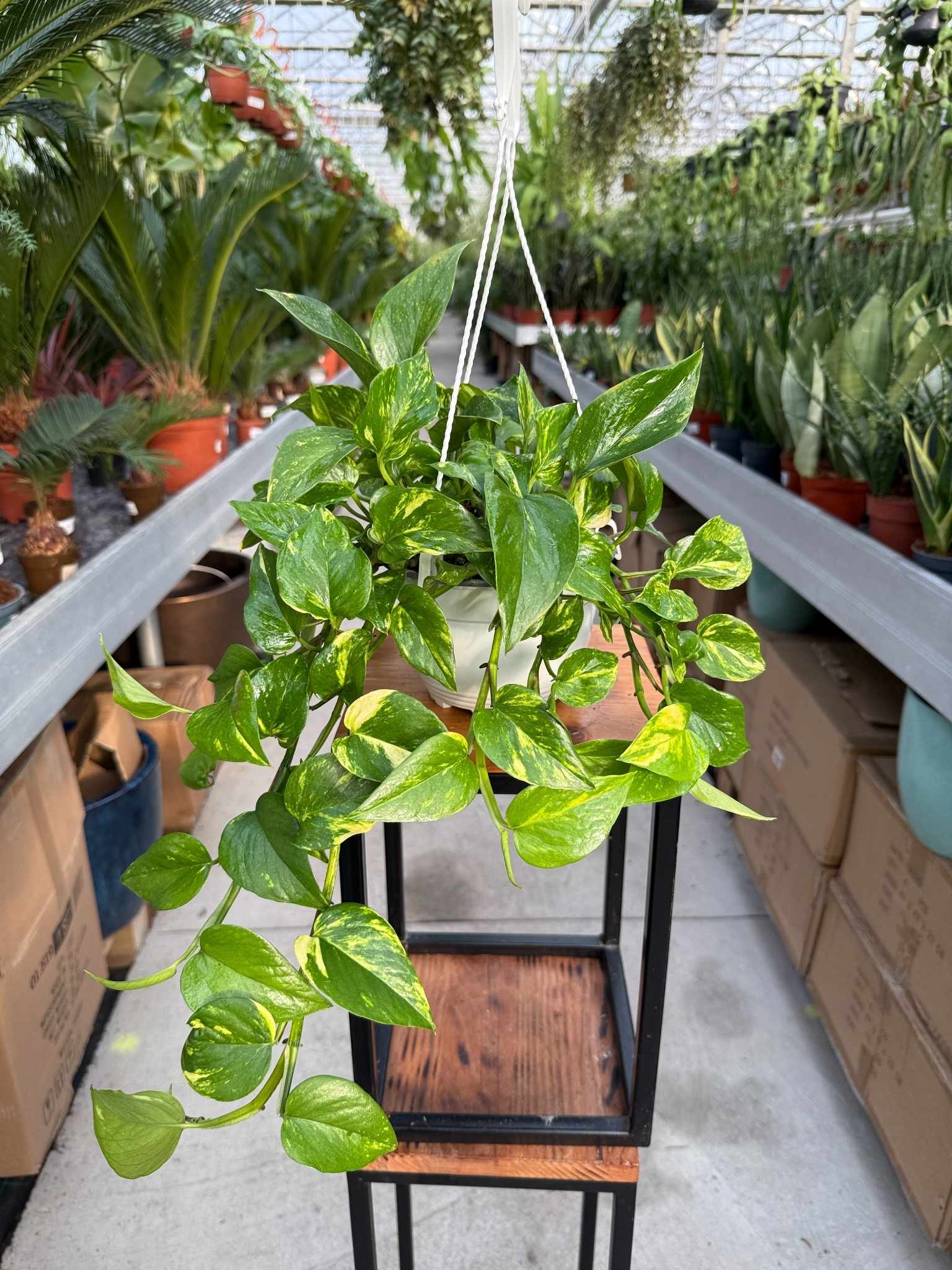 EPIPREMNUM N'JOY GOLD