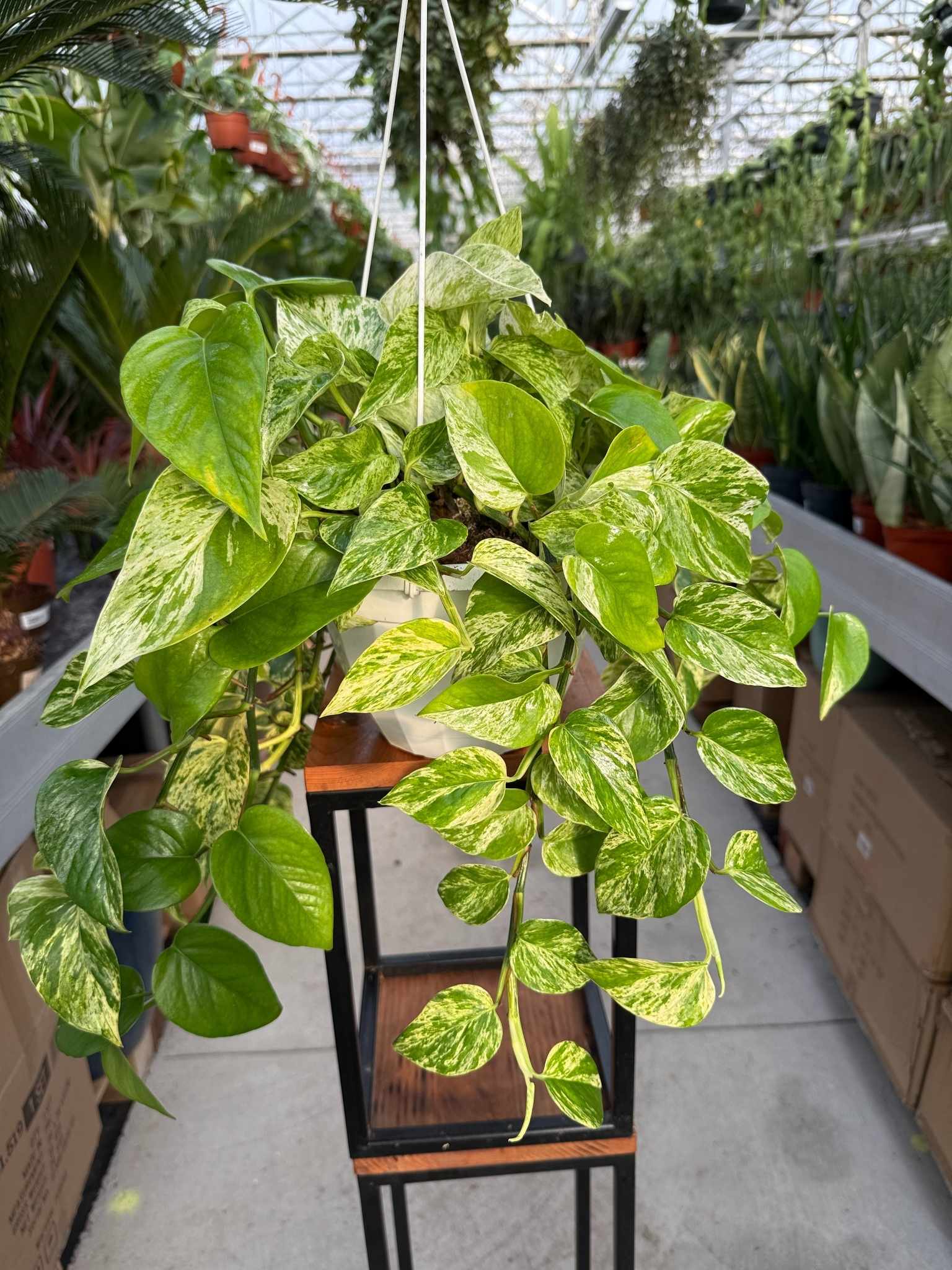 EPIPREMNUM MARBLE QUEEN
