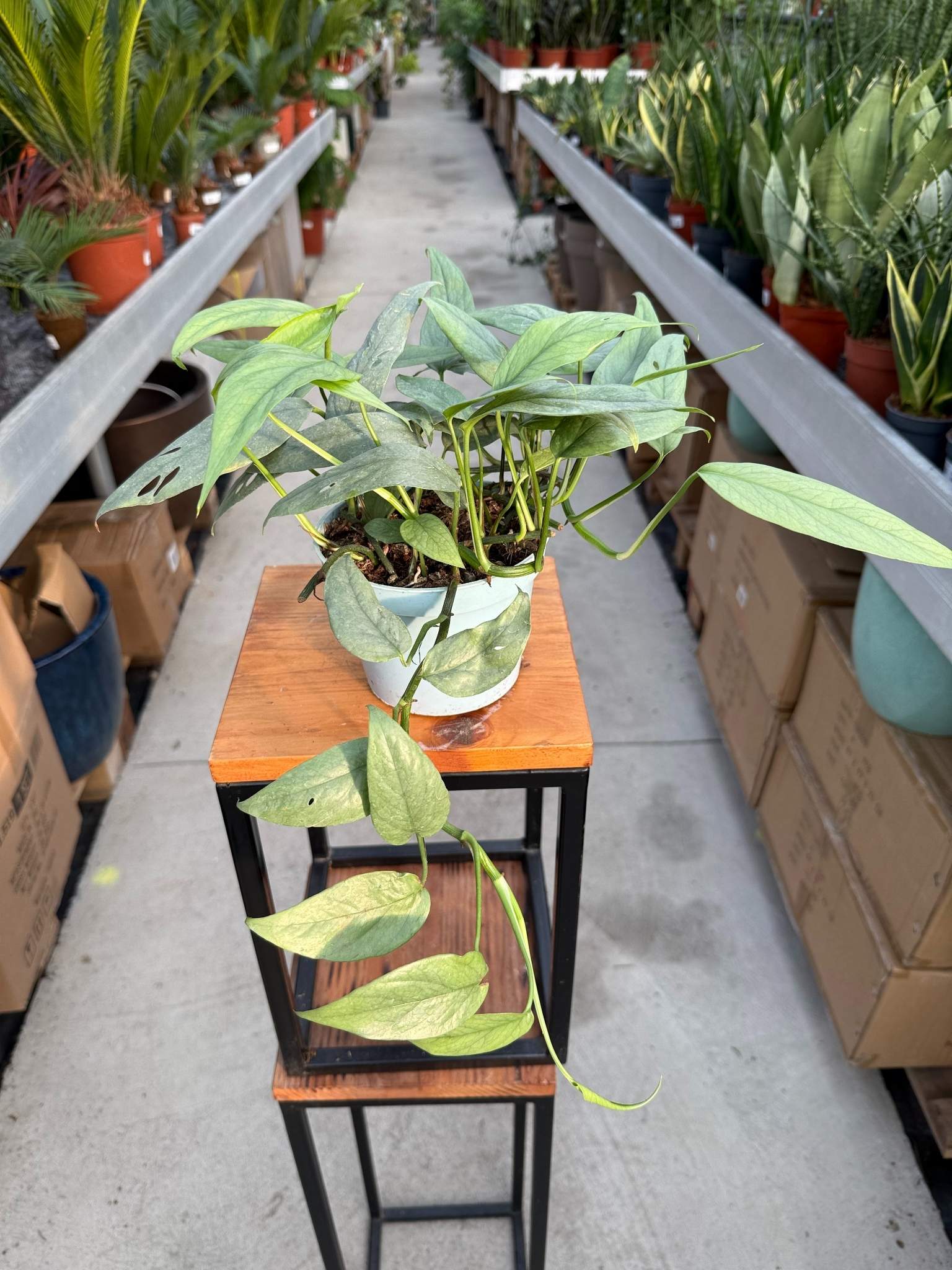 epipremnum cebu blue