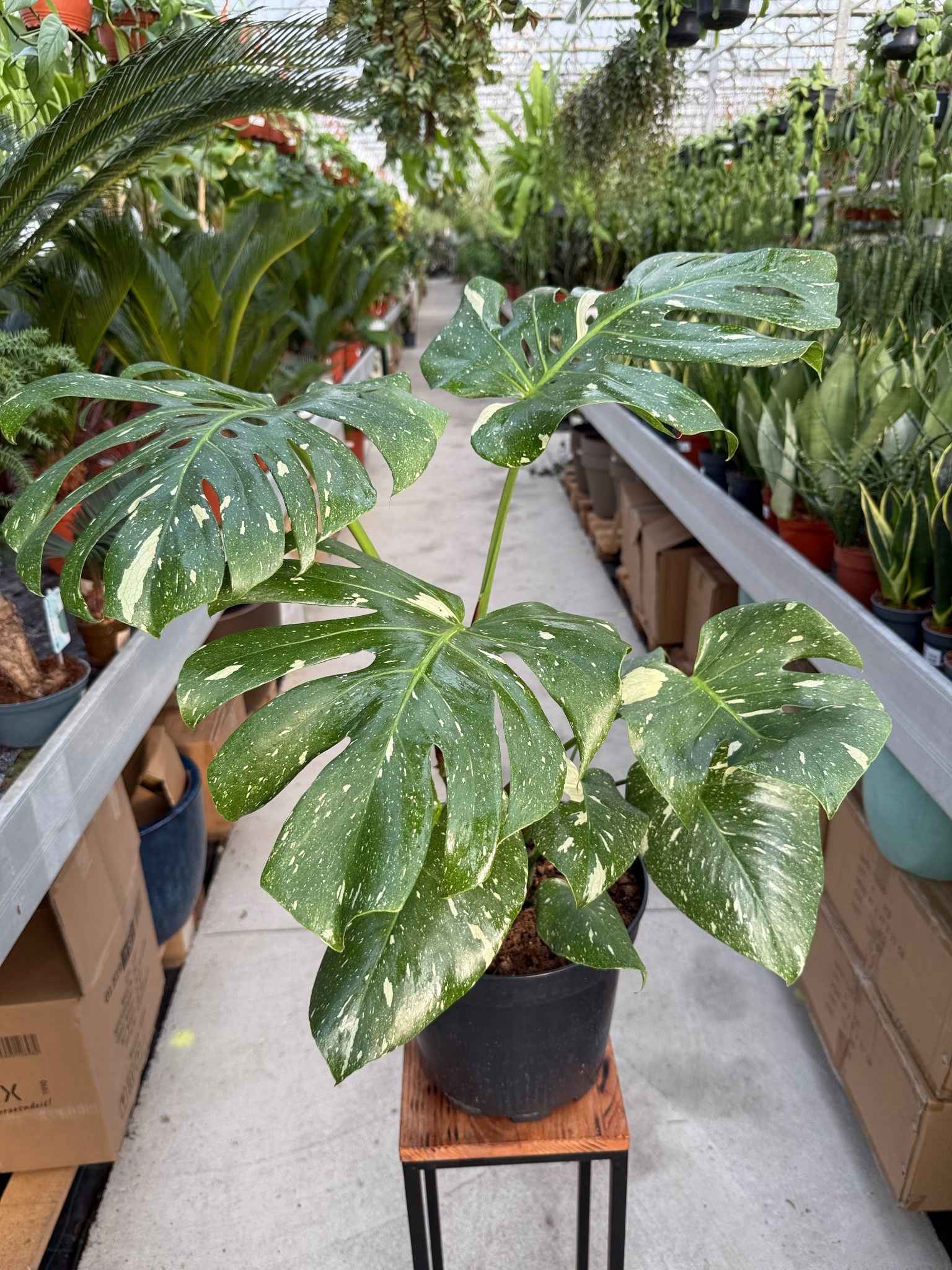 monstera thai constellation
