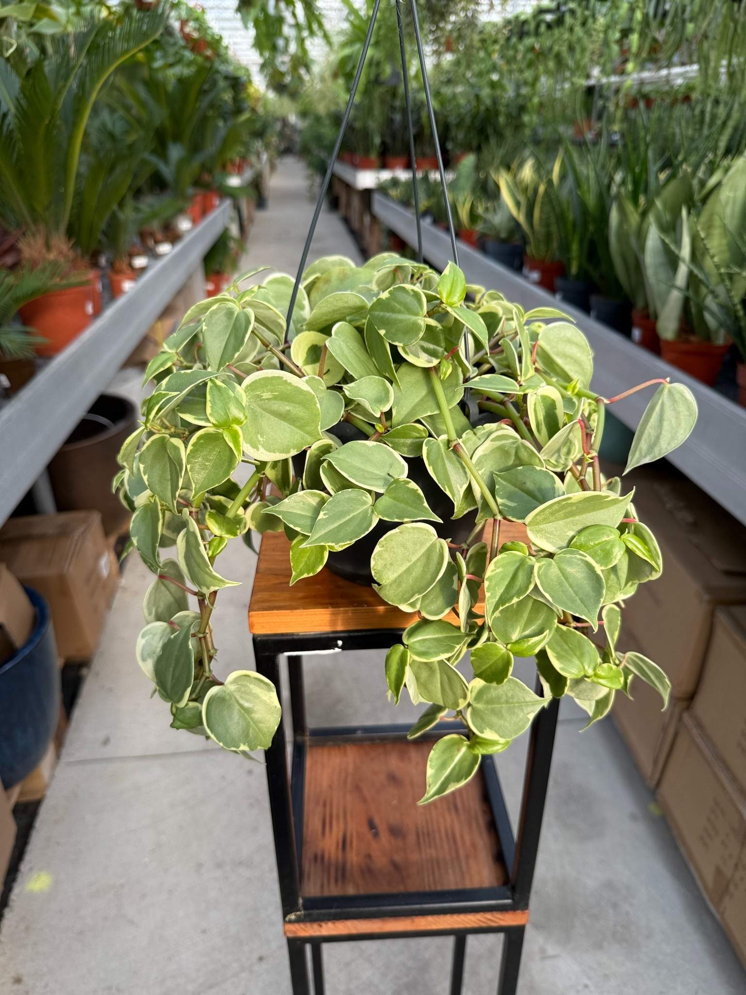 peperomia scandens variegata