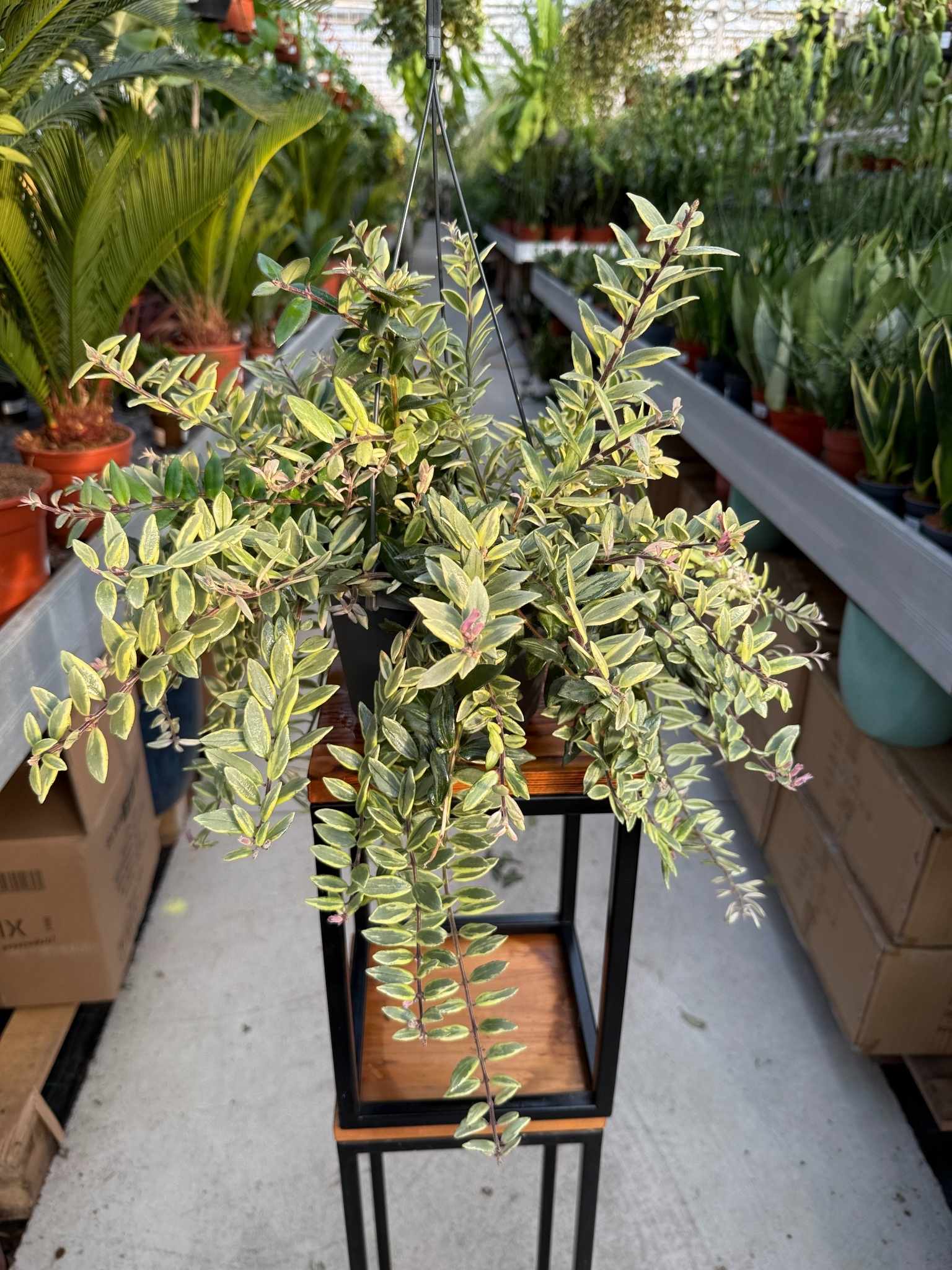 ESZYNANTUS BOLERO BICOLORE