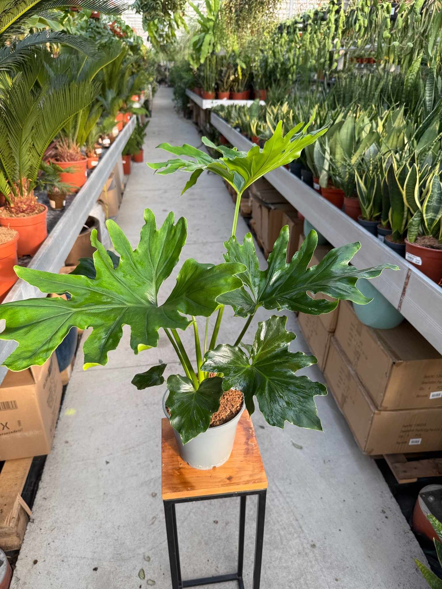 philodendron hope