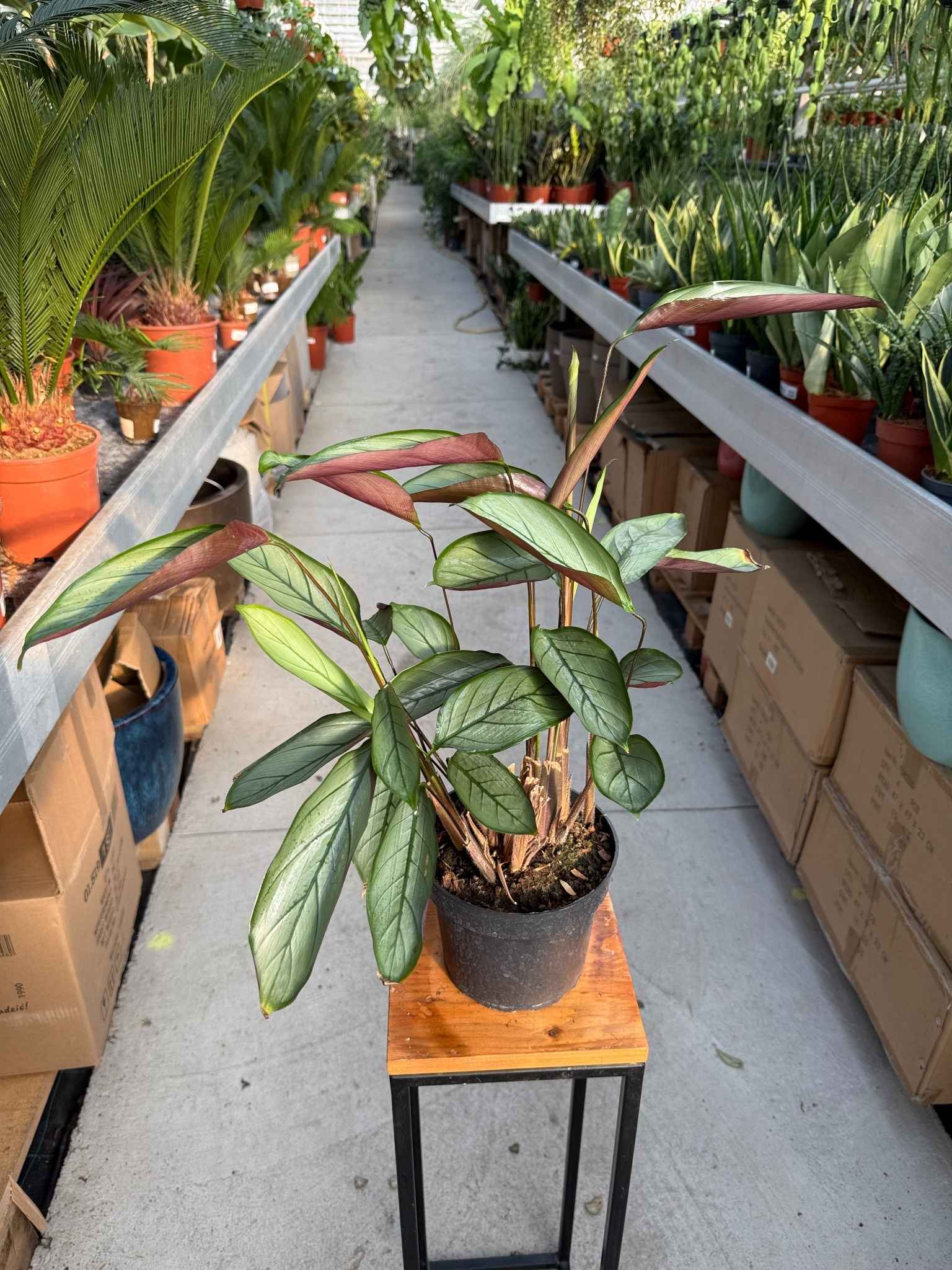 ctenanthe setosa silver