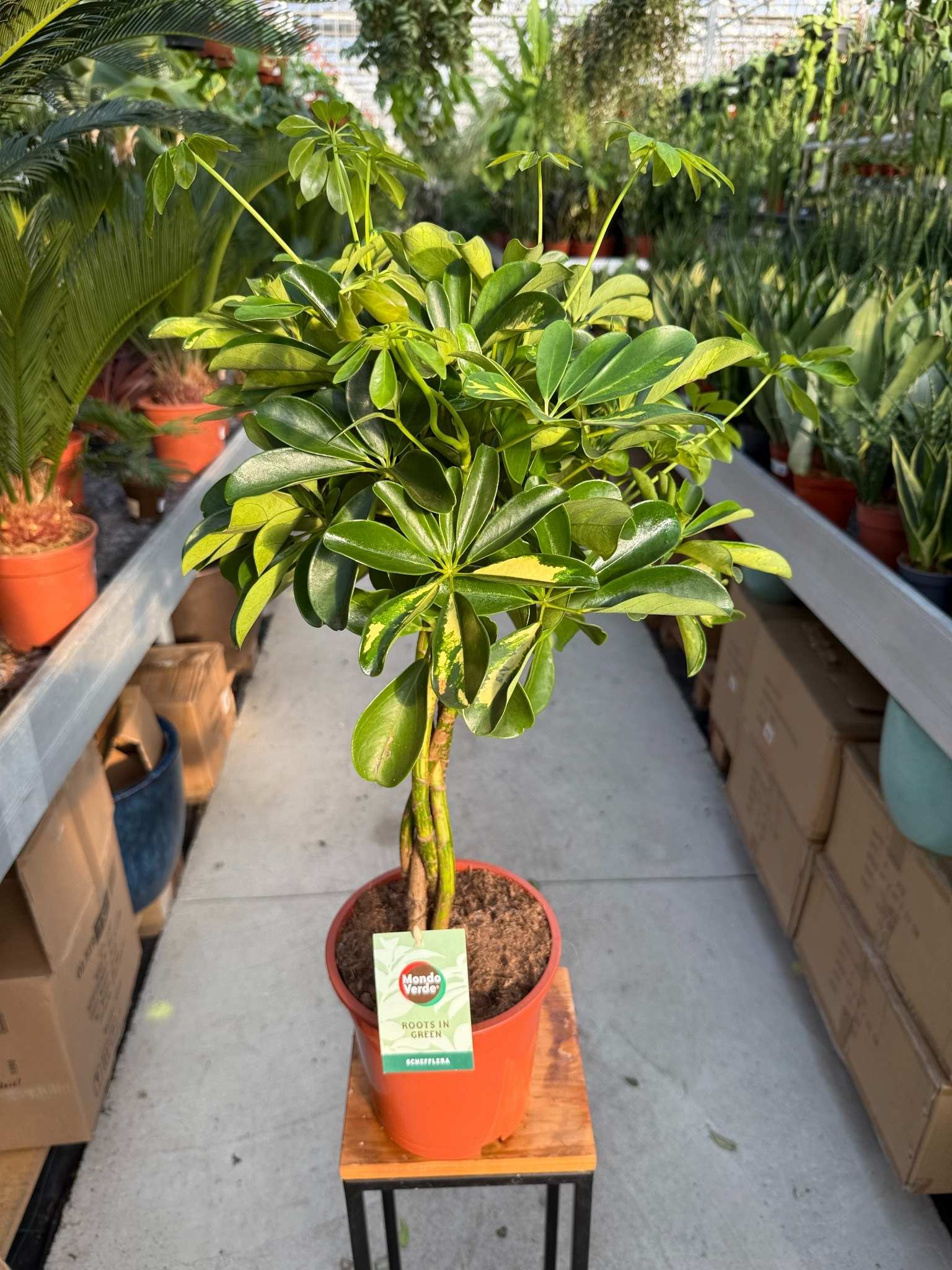 schefflera arboricola